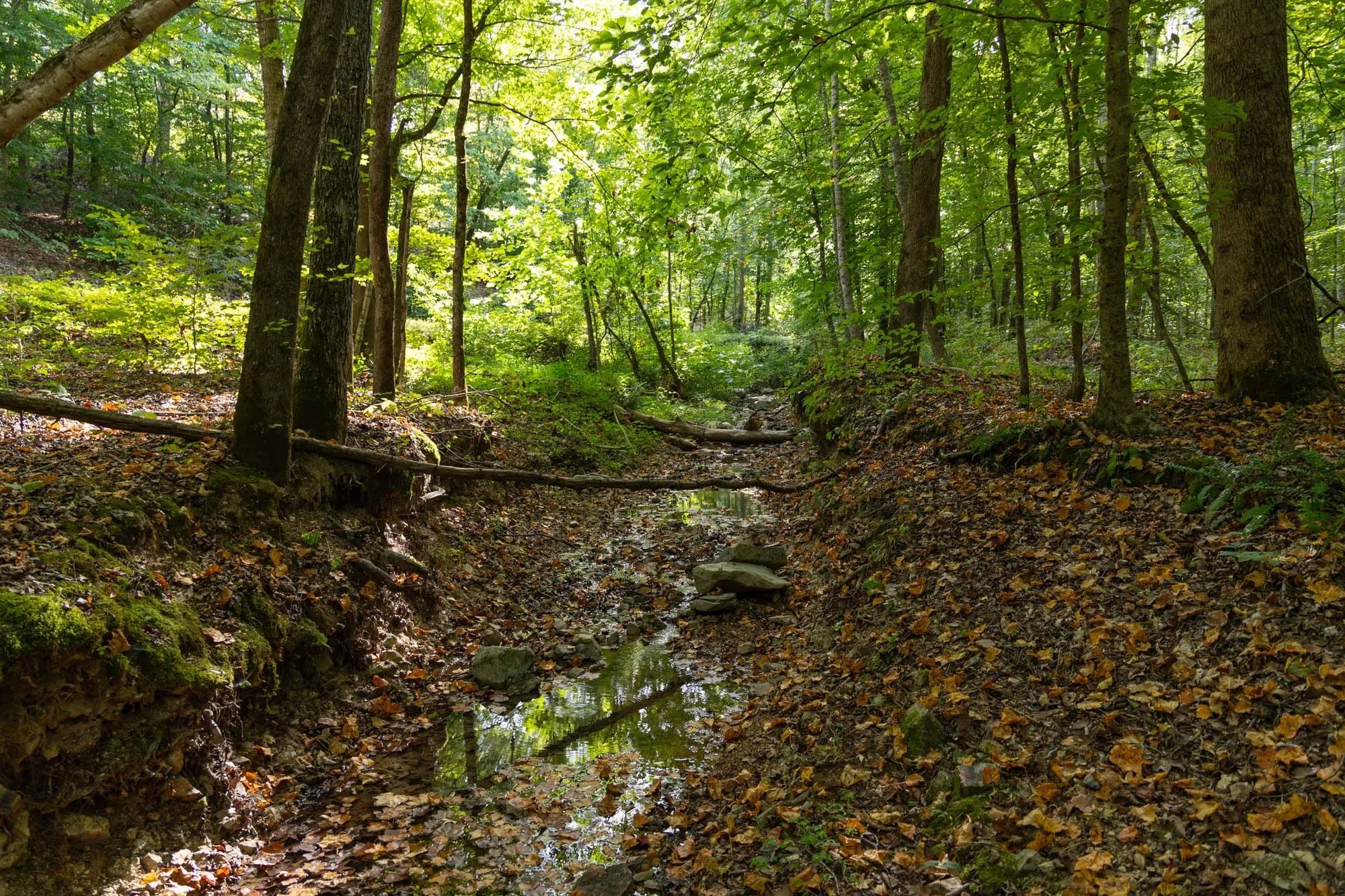 Big White Oak Tract 87 in Perry County, TN