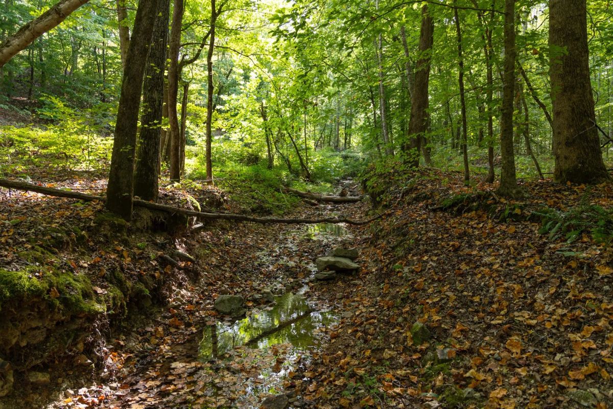 Big White Oak Tract 87 - Image 2