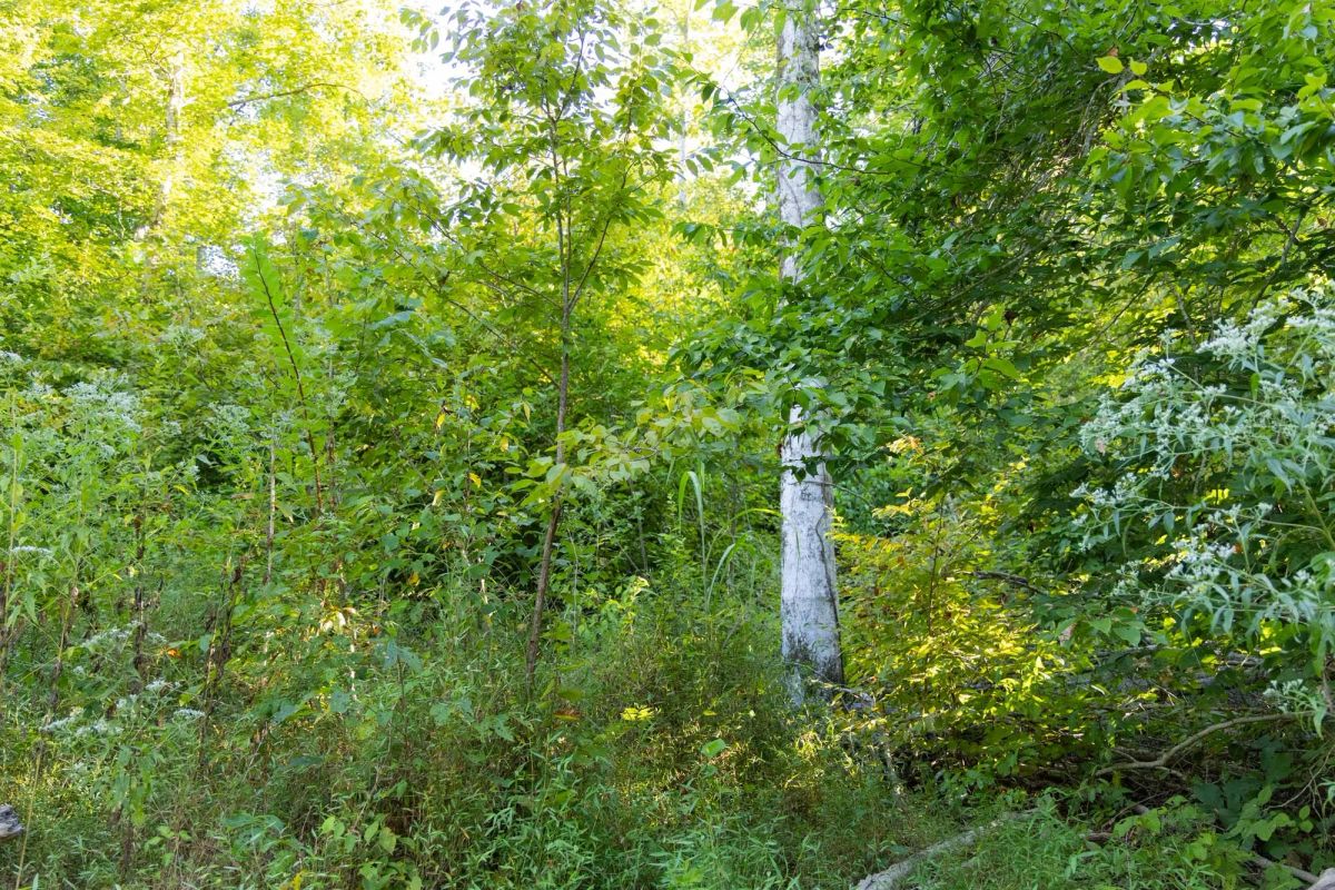 Big White Oak Tract 87 - Image 3