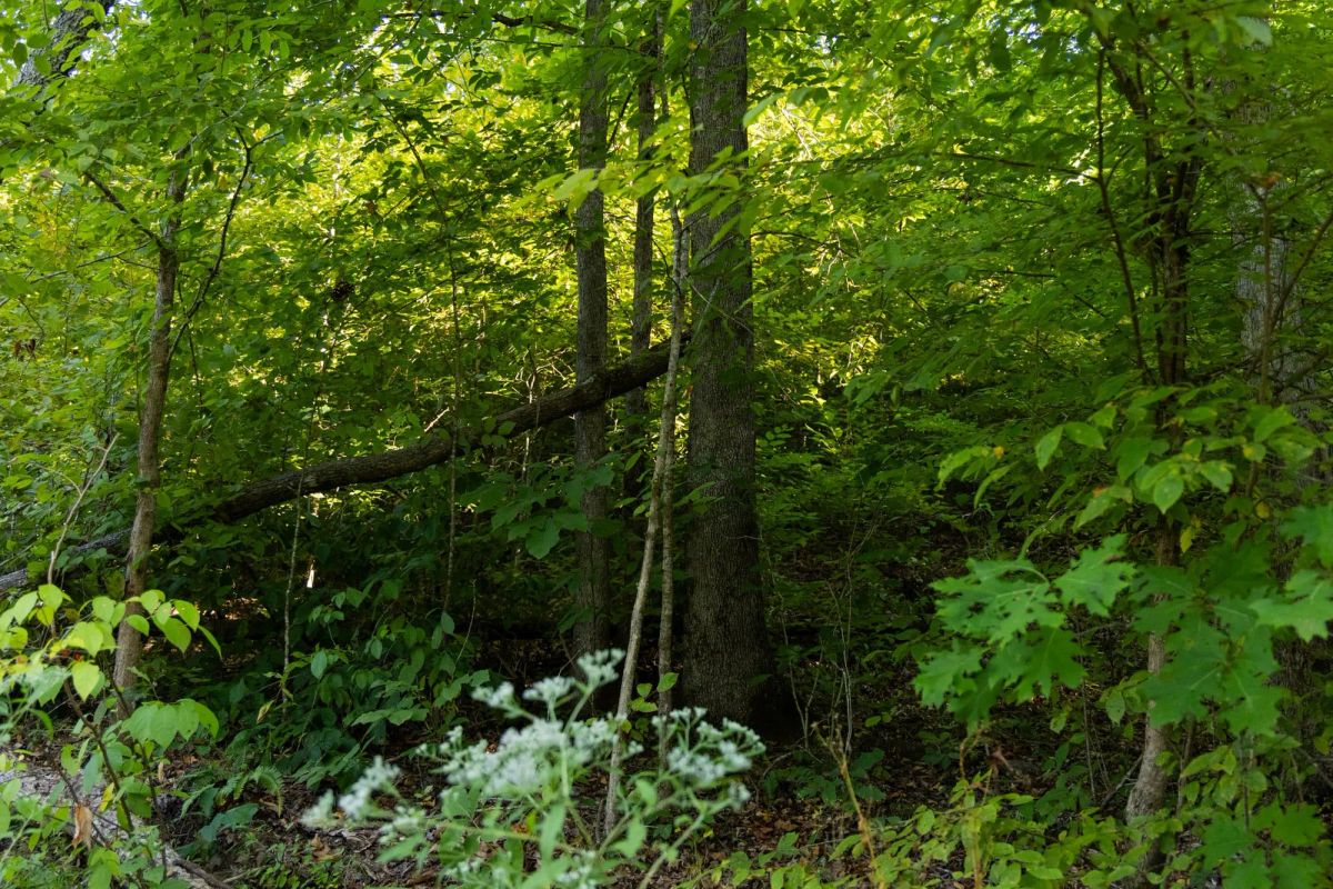 Decorative background for Big White Oak Tract 87 image 5