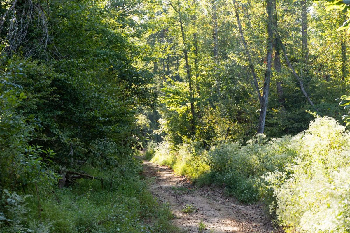 Decorative background for Big White Oak Tract 87 image 6