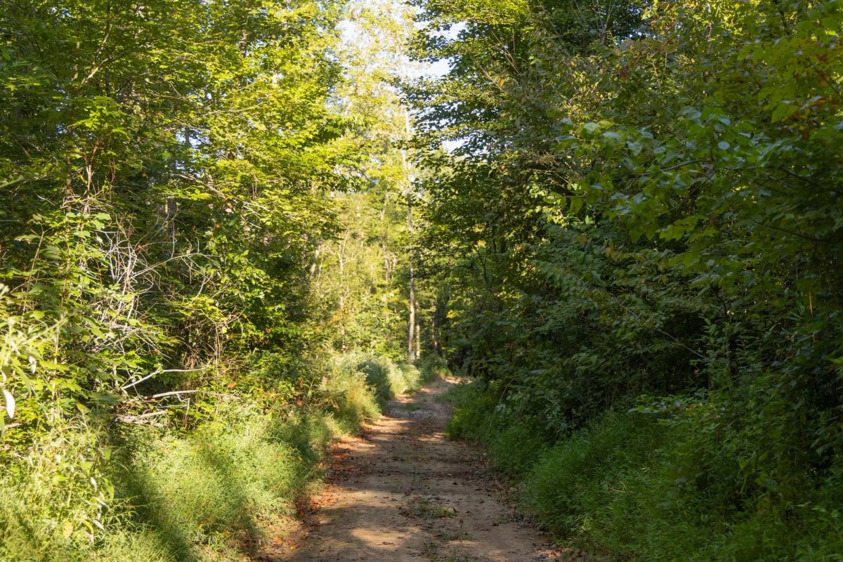 Decorative background for Big White Oak Tract 87 image 7