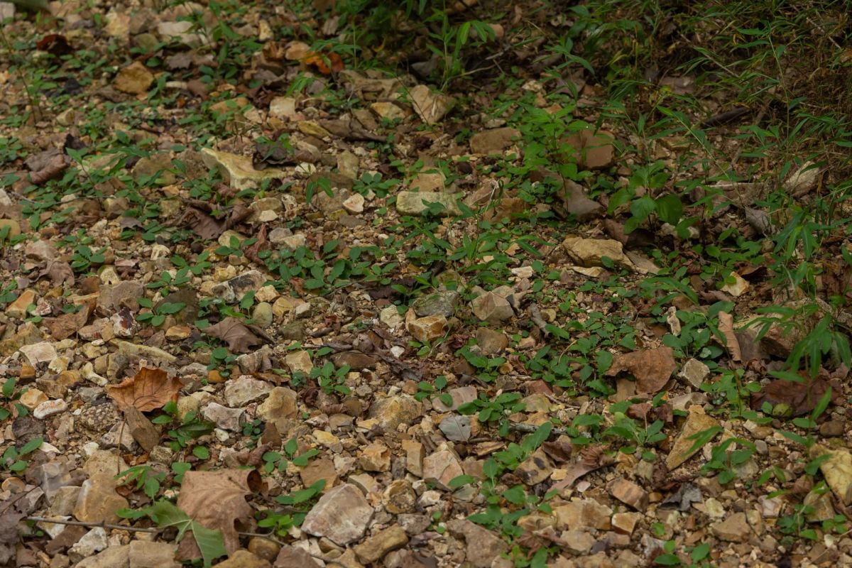 Decorative background for Big White Oak Tract 87 image 8