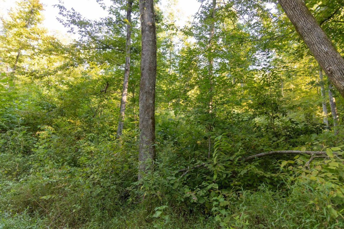 Decorative background for Big White Oak Tract 87 image 9
