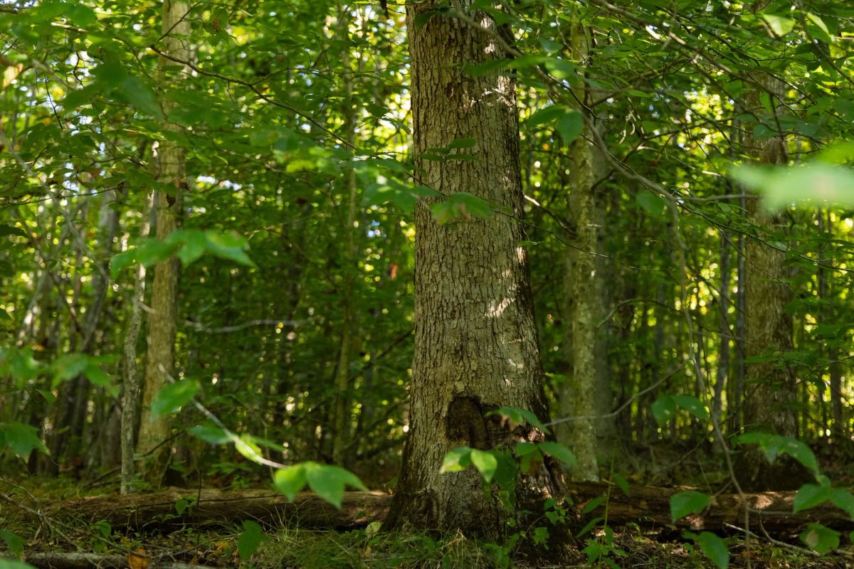 Decorative background for Big White Oak Tract 87 image 10