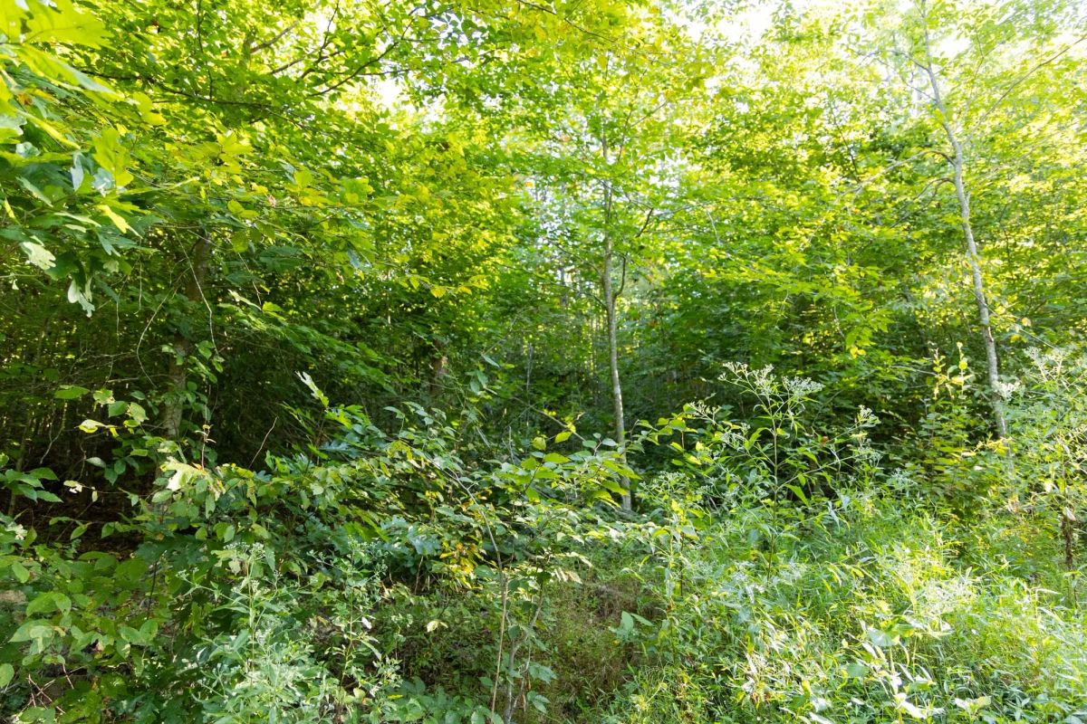 Decorative background for Big White Oak Tract 87 image 13
