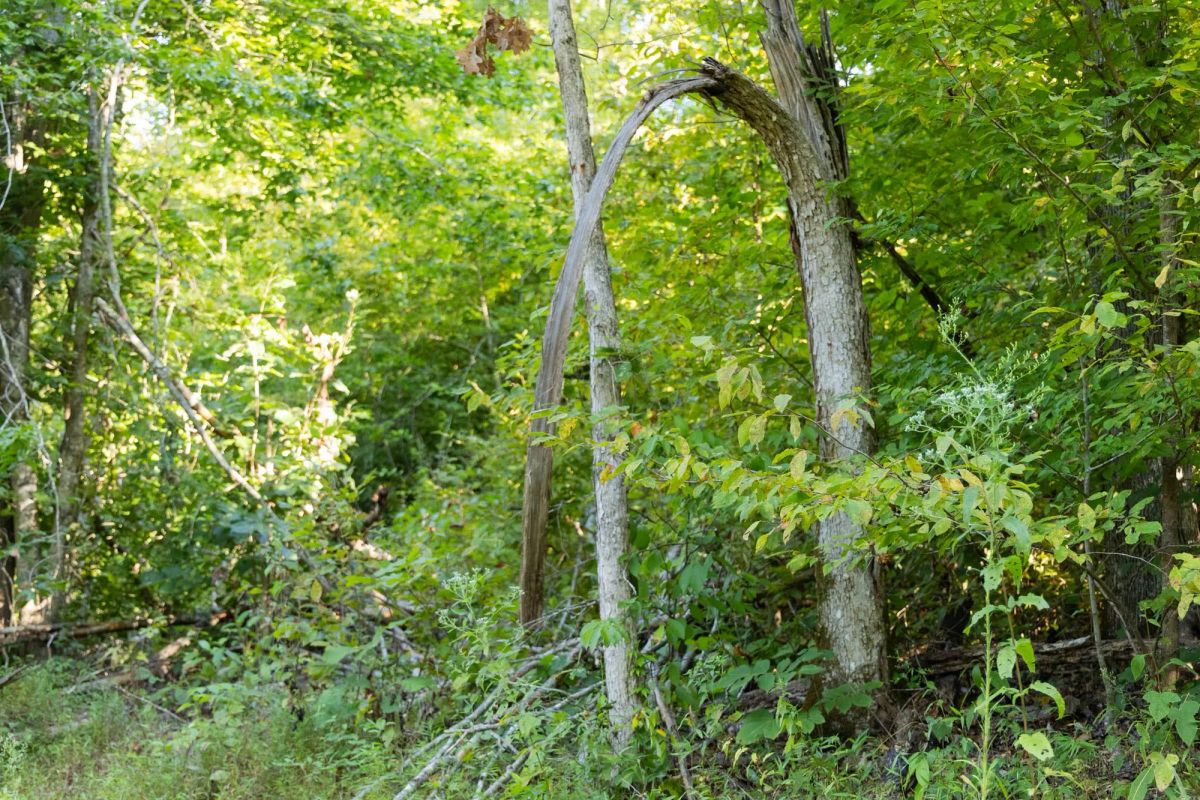 Decorative background for Big White Oak Tract 87 image 14
