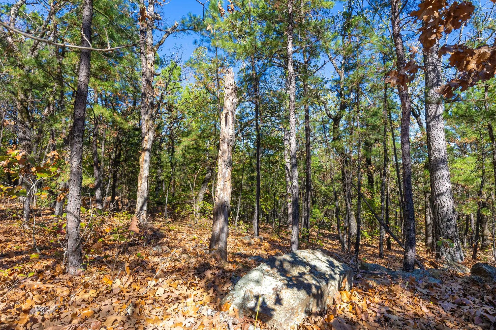 Stone Bridge Reserve photo 5