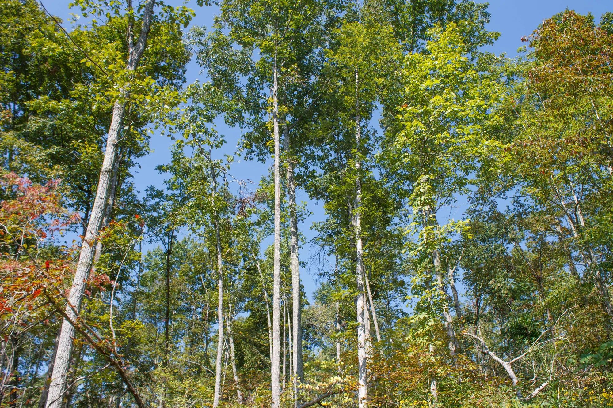 Wounded Oak photo 3