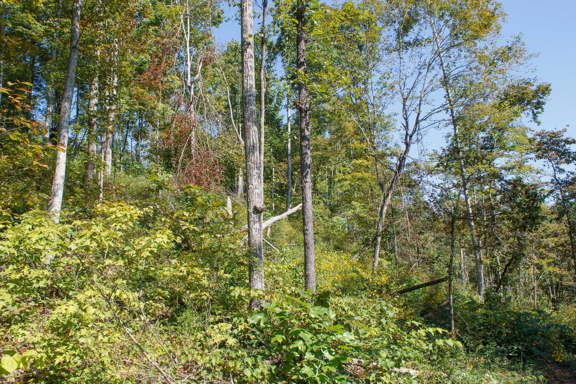 Wounded Oak photo 4