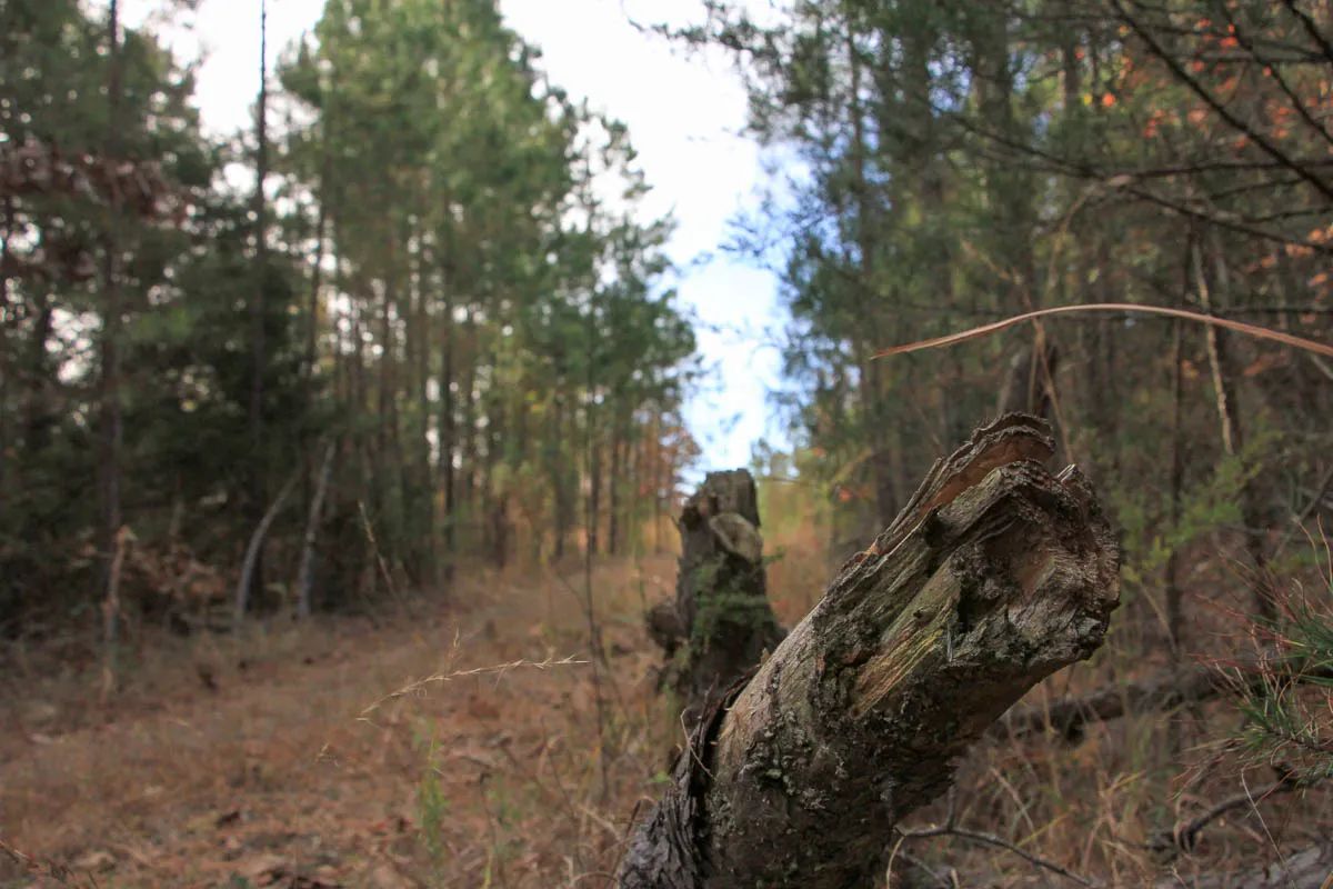 Stone Creek Phase III photo 2