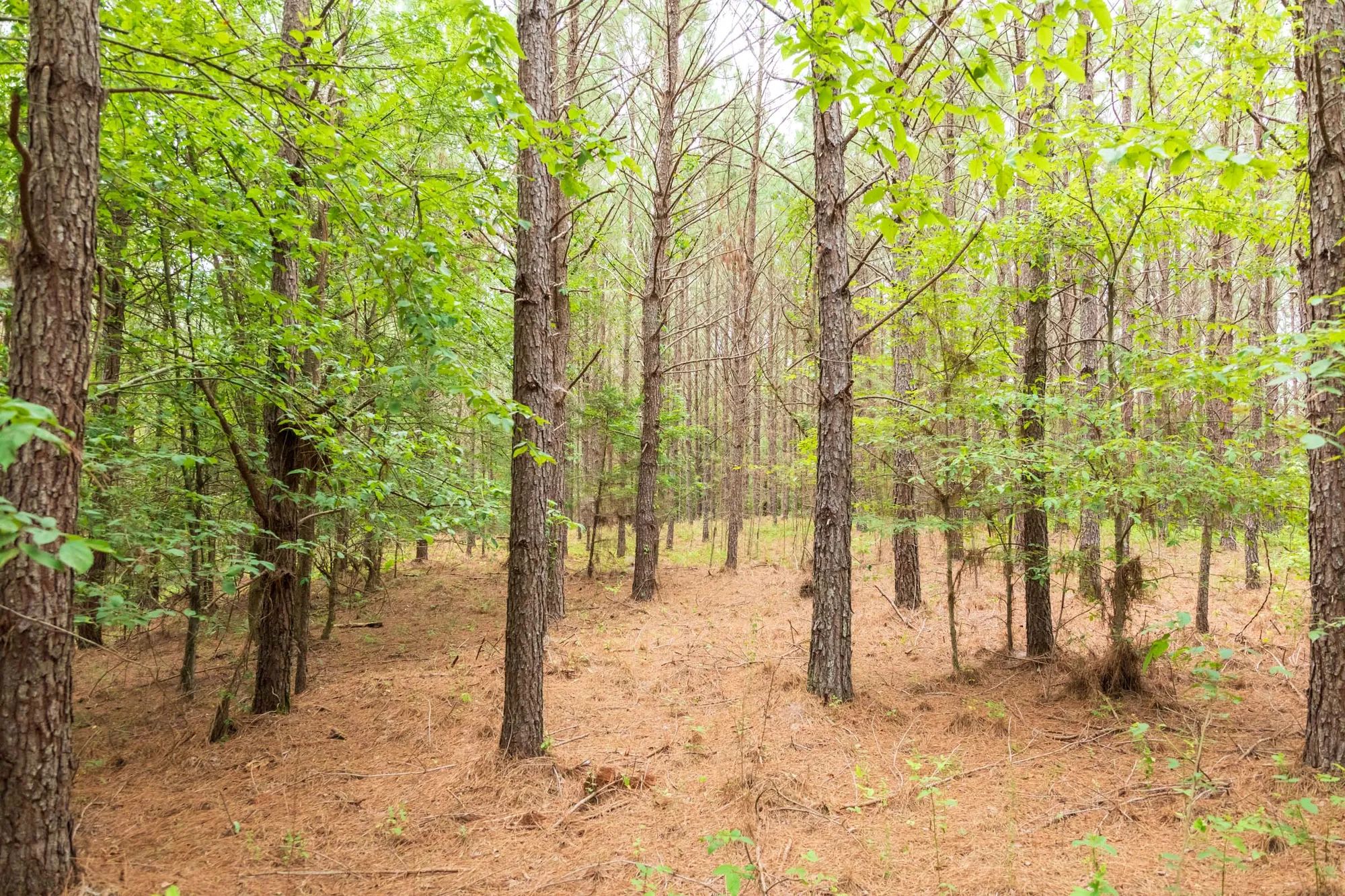 Whiskey Ridge photo 3