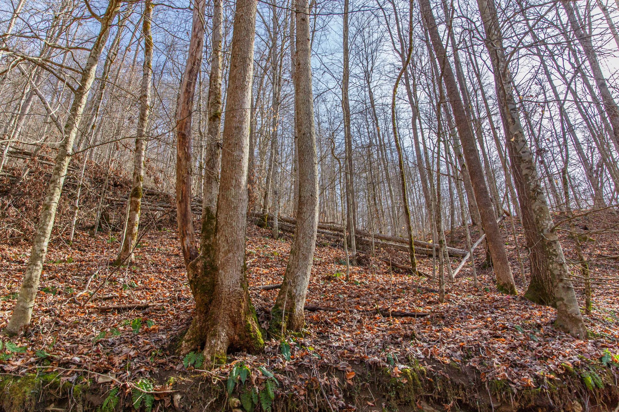 Blackstone Mountain Phase II photo 3