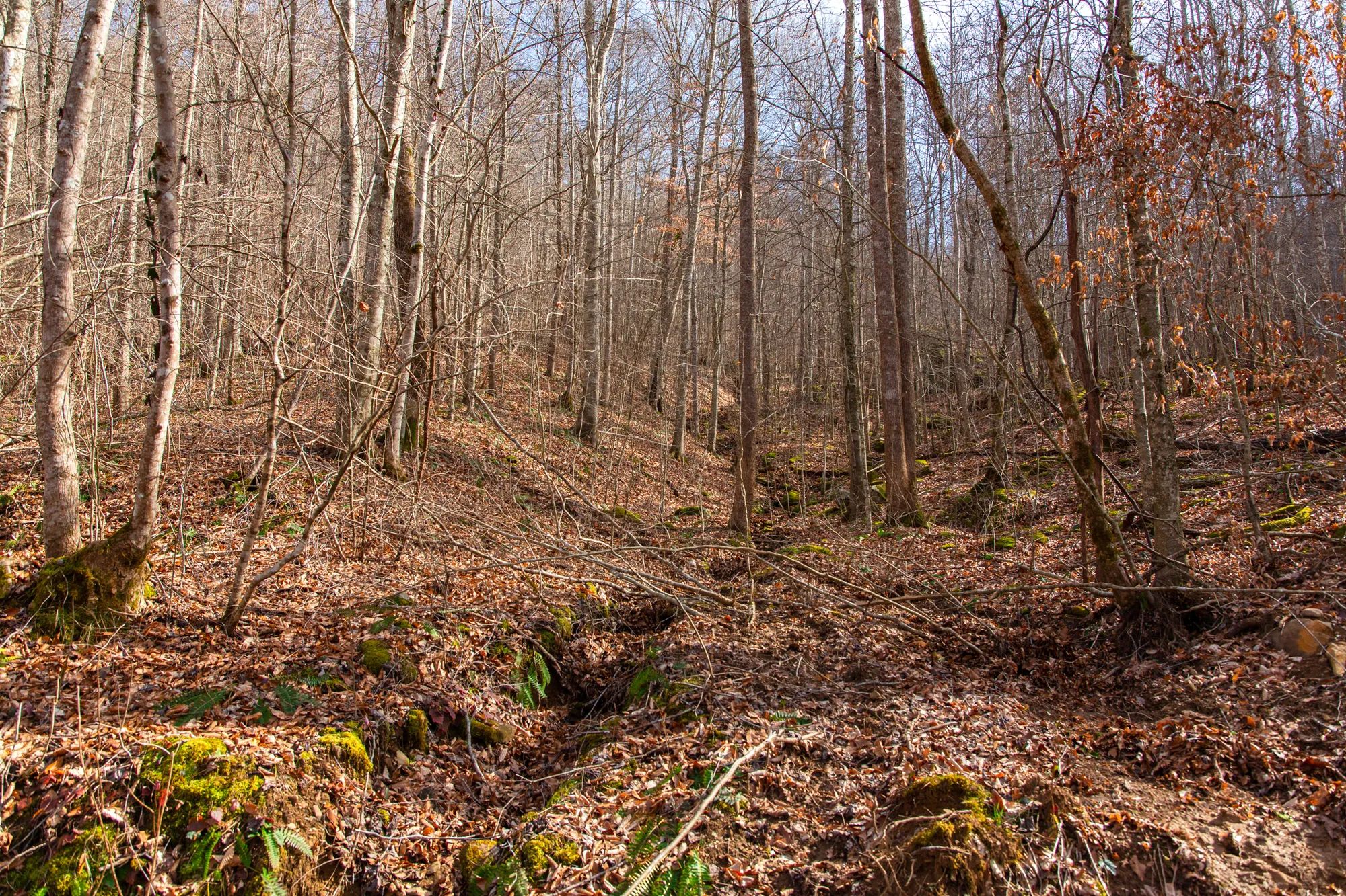 Blackstone Mountain Phase II photo 4