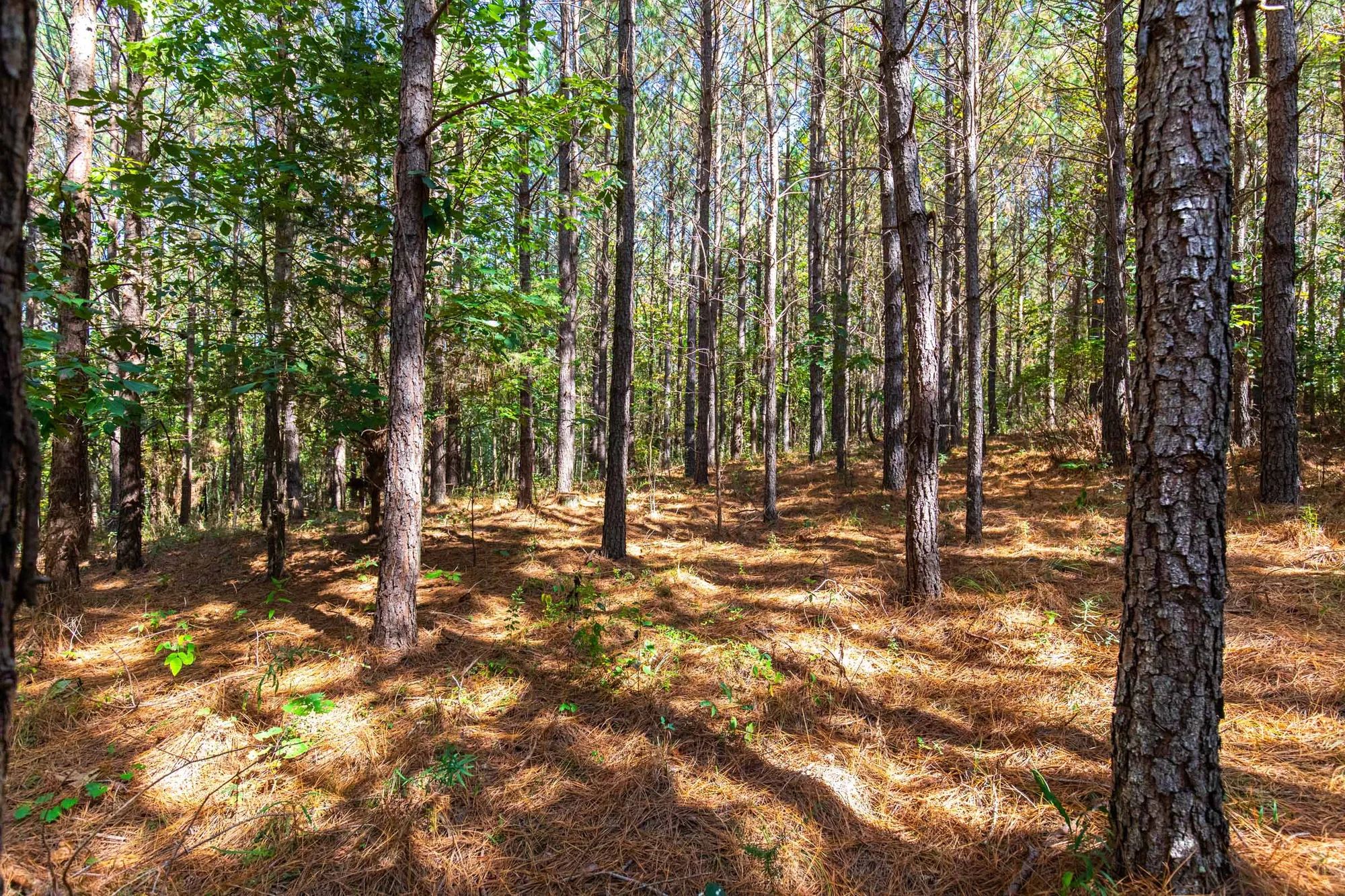 Bear Brook photo 4