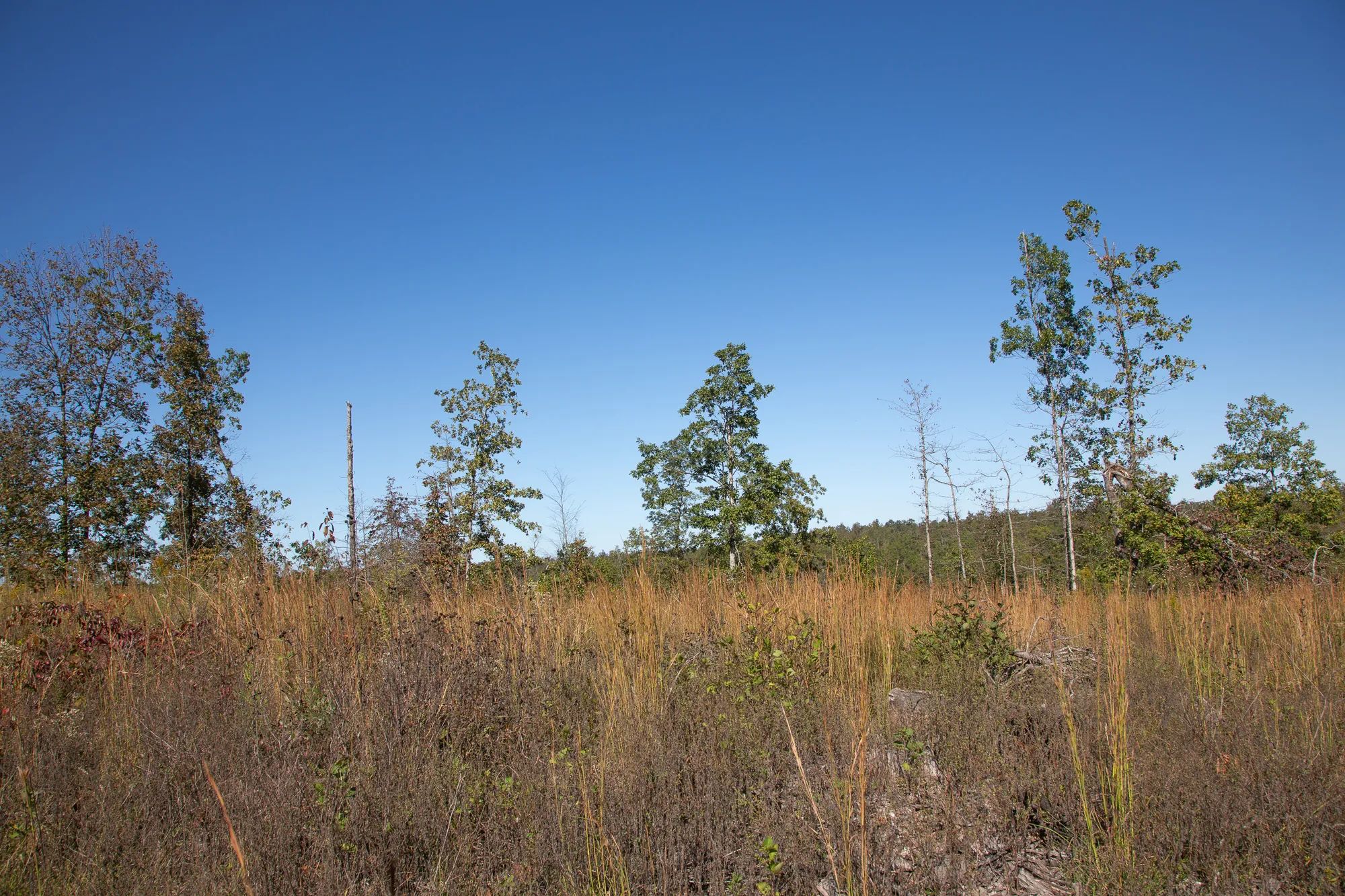 Borgmann’s Hollow Phase IV photo 2