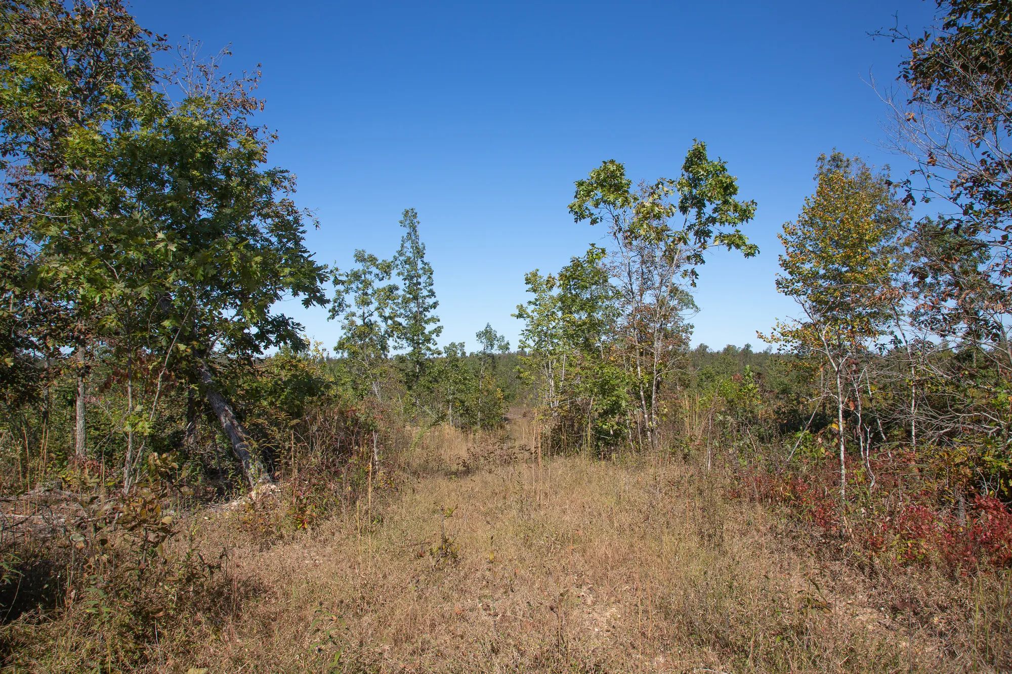 Borgmann’s Hollow Phase IV photo 3