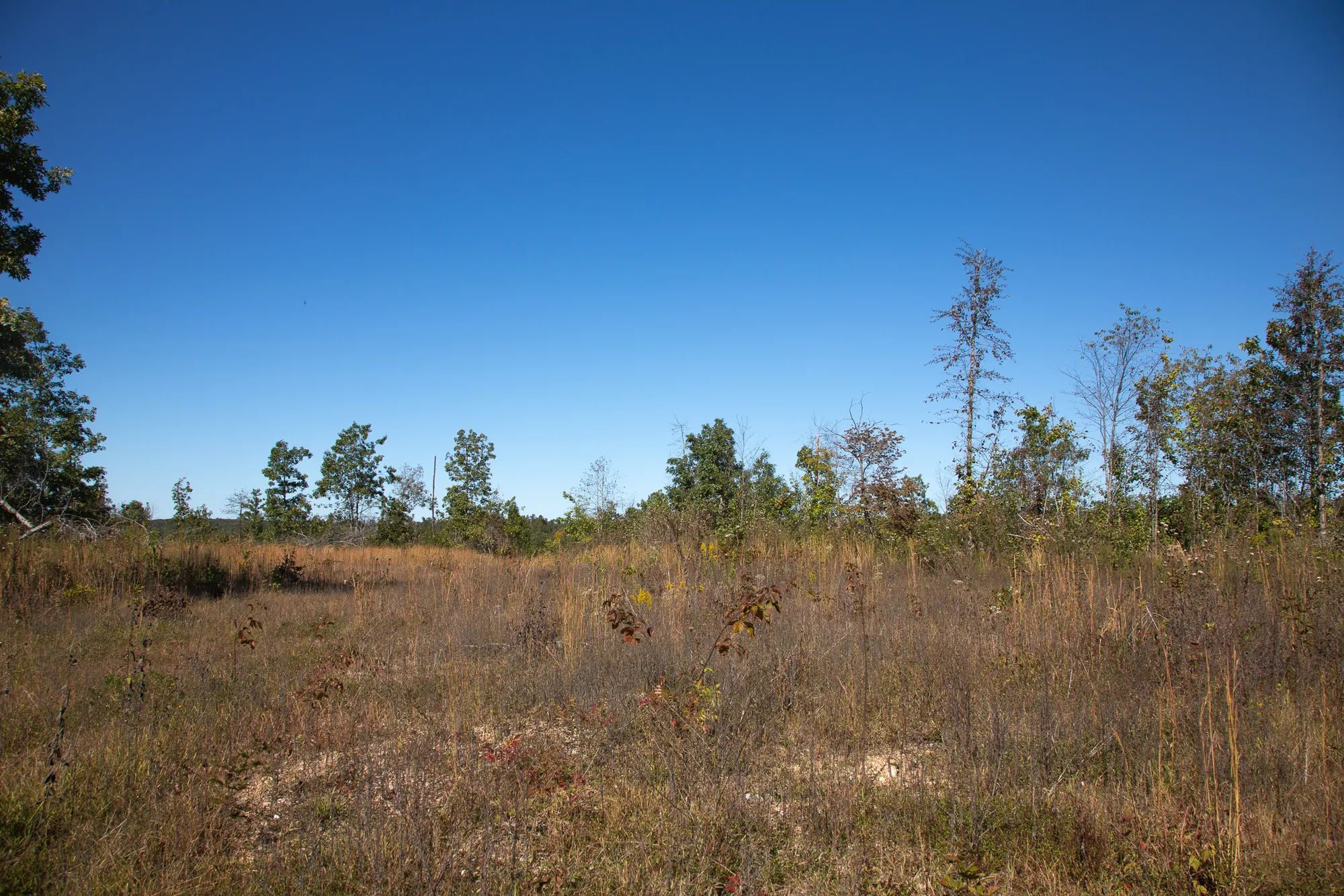 Borgmann’s Hollow Phase IV photo 4