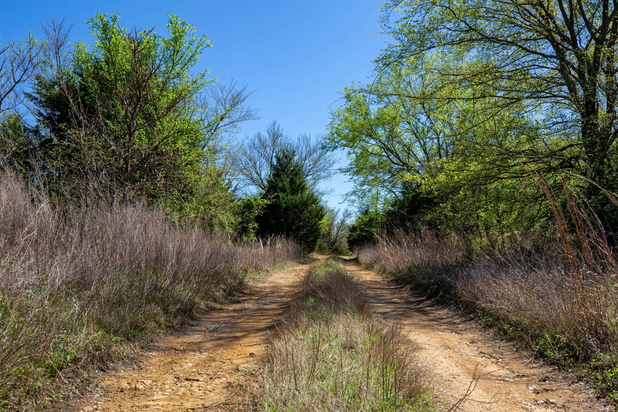 Prairie Grove photo 5