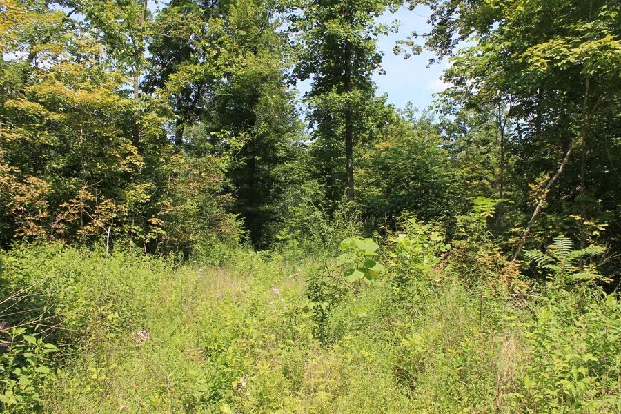 Cumberland Ridge Ranch photo 2