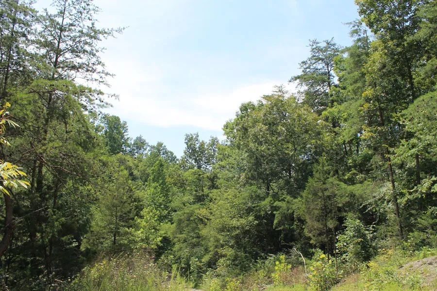 Cumberland Ridge Ranch photo 5