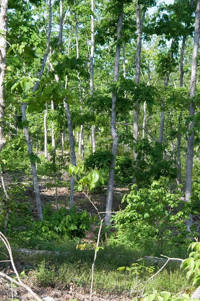 Blue Sky Ranch photo 4