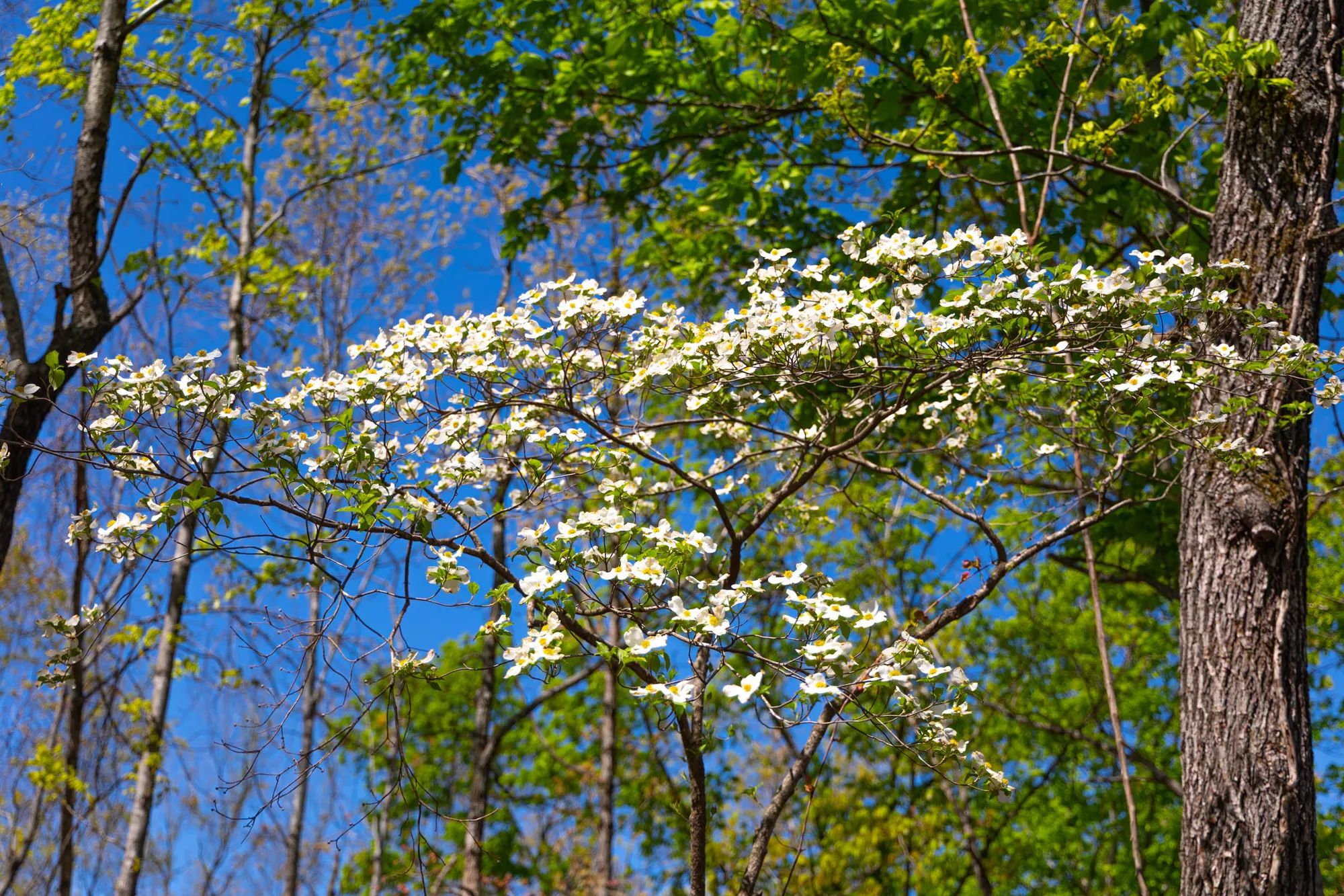 Lazybrook photo 5