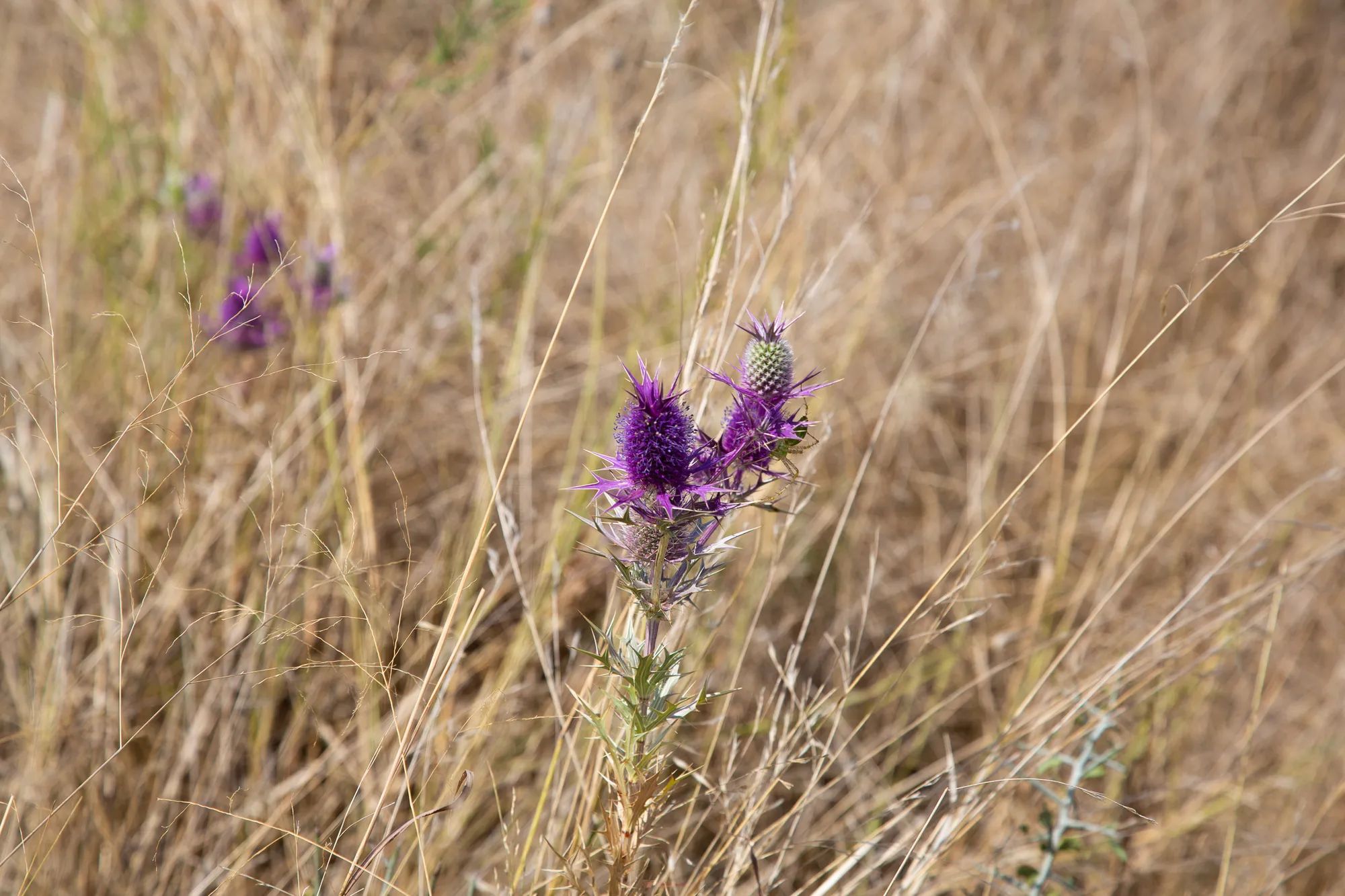 Hunter’s Ranch photo 3