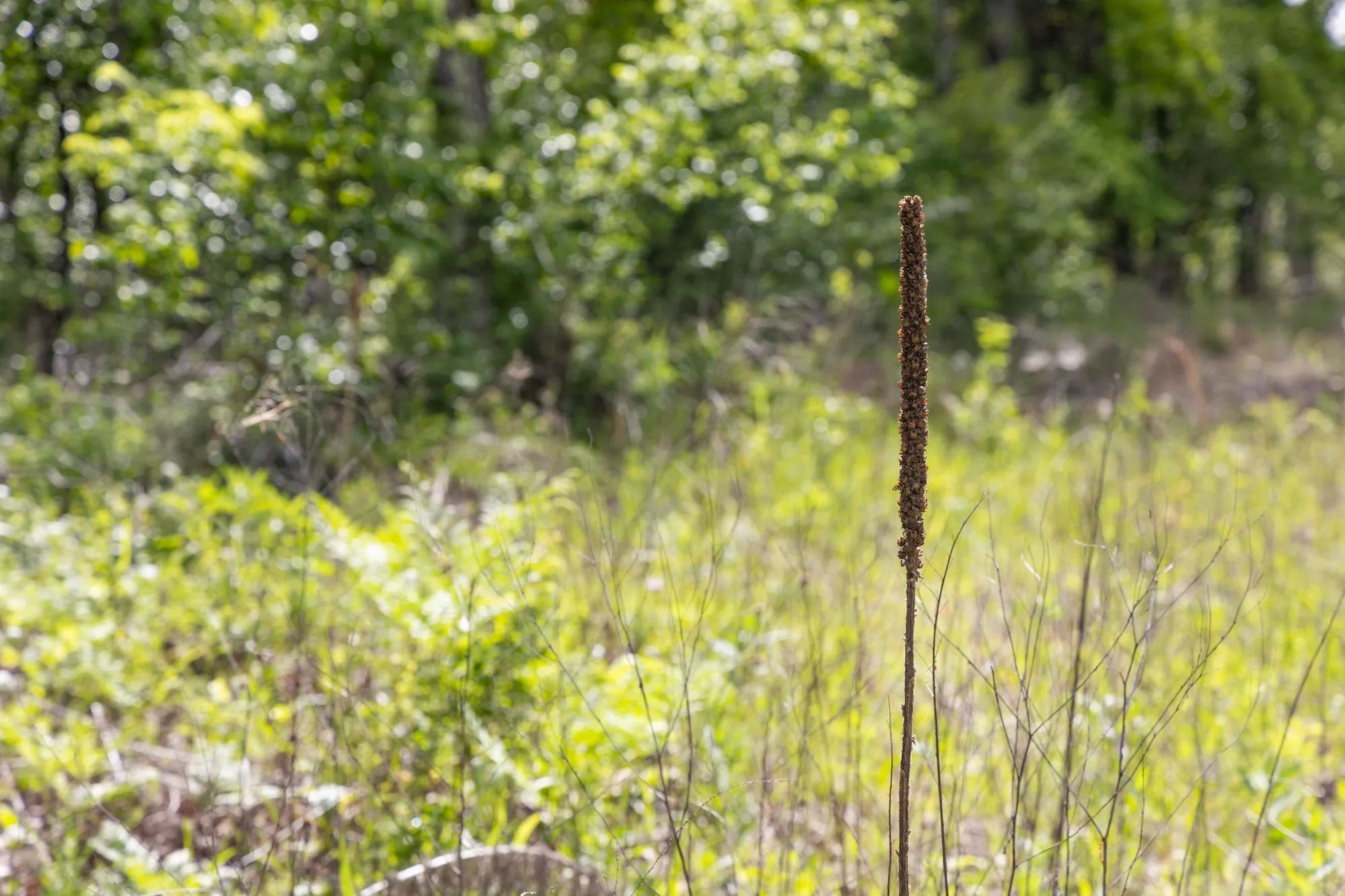 Sleepy Hollow Phase II photo 4
