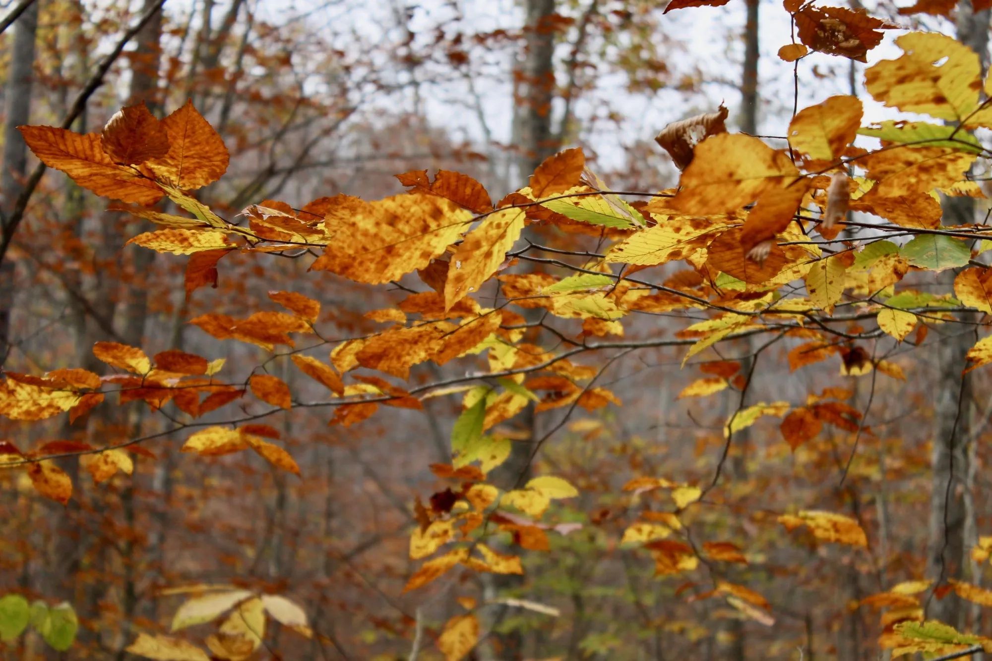 Autumn Ridge photo 2