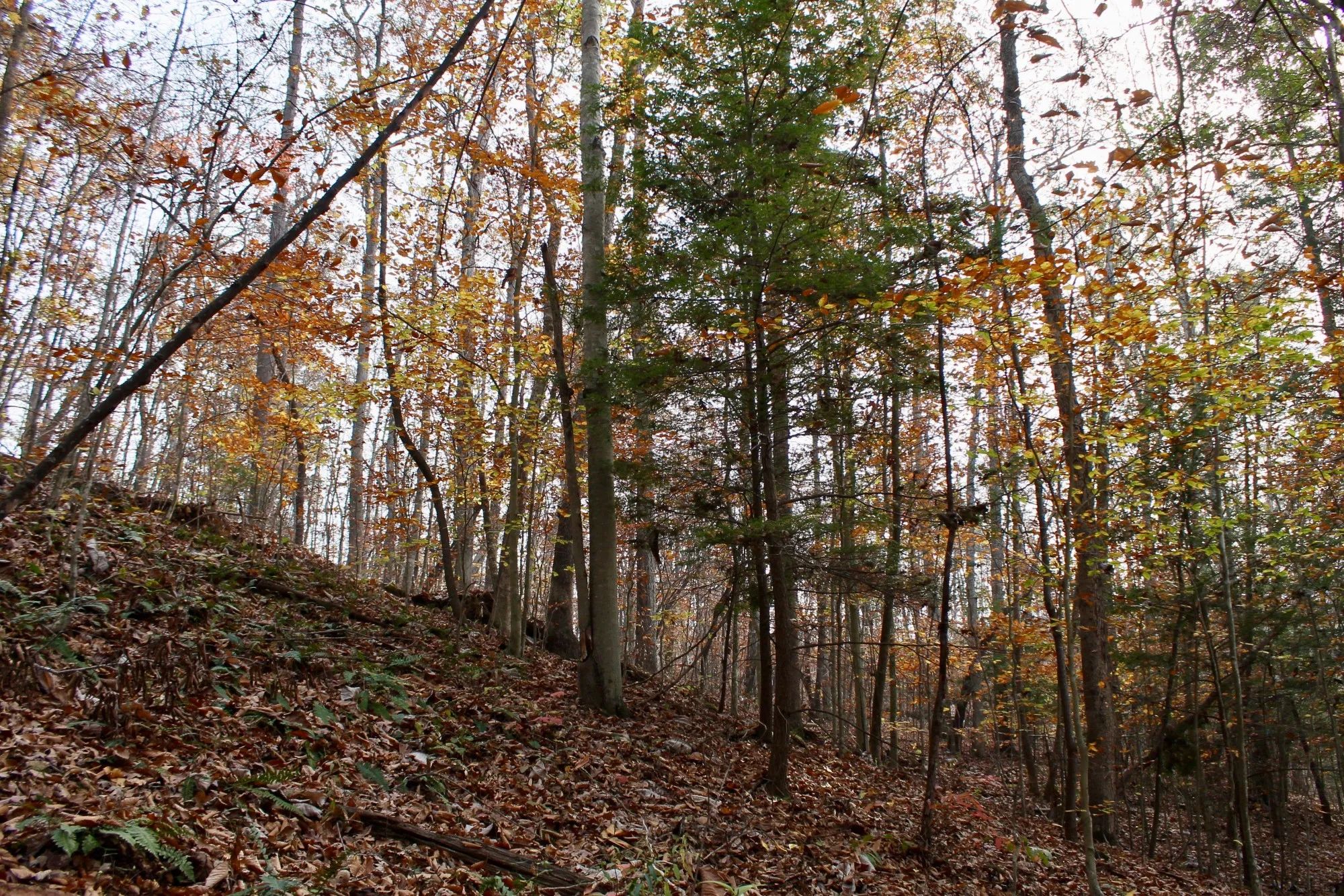 Autumn Ridge photo 4