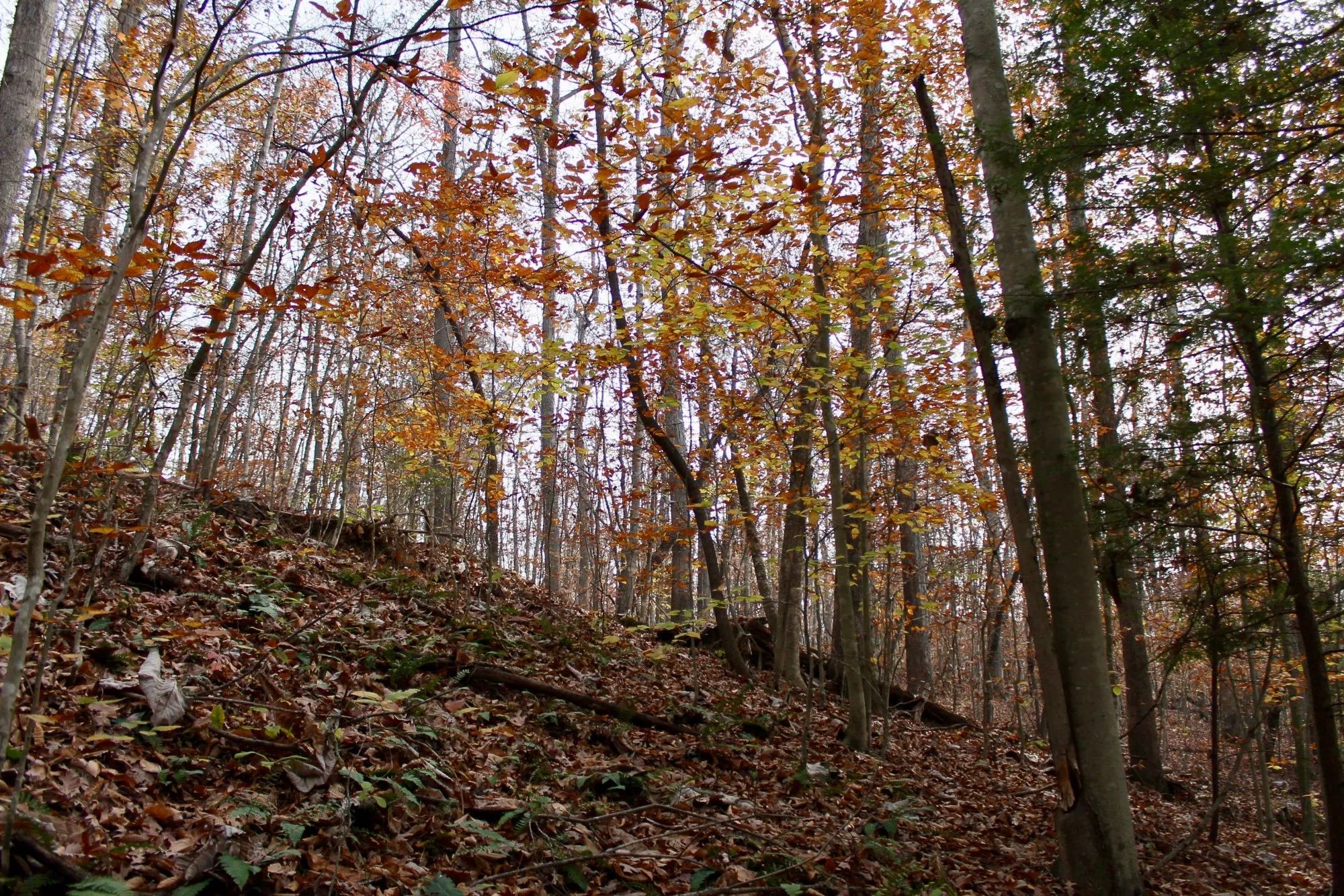 Autumn Ridge photo 5