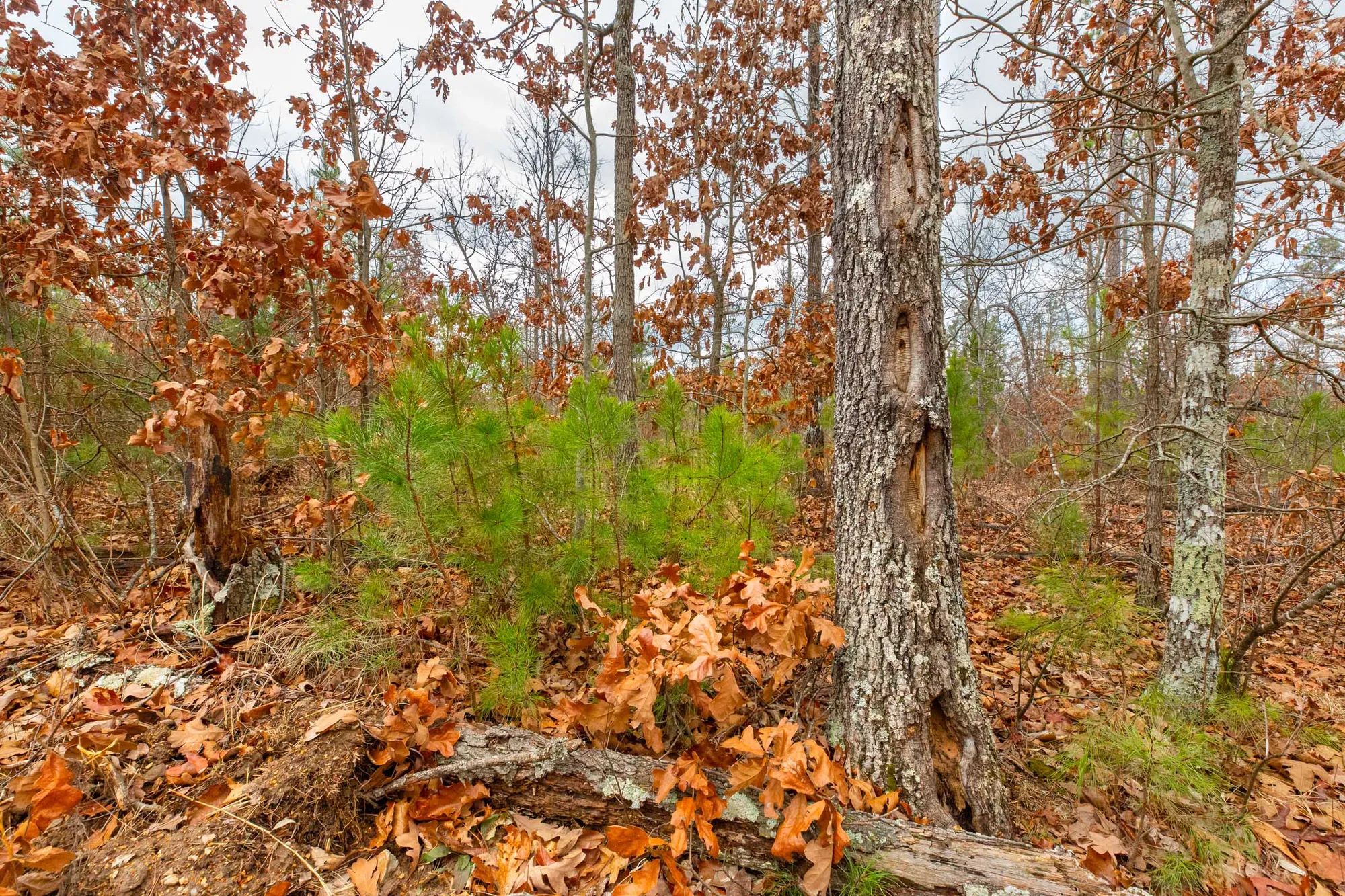 Windy Ridge photo 4