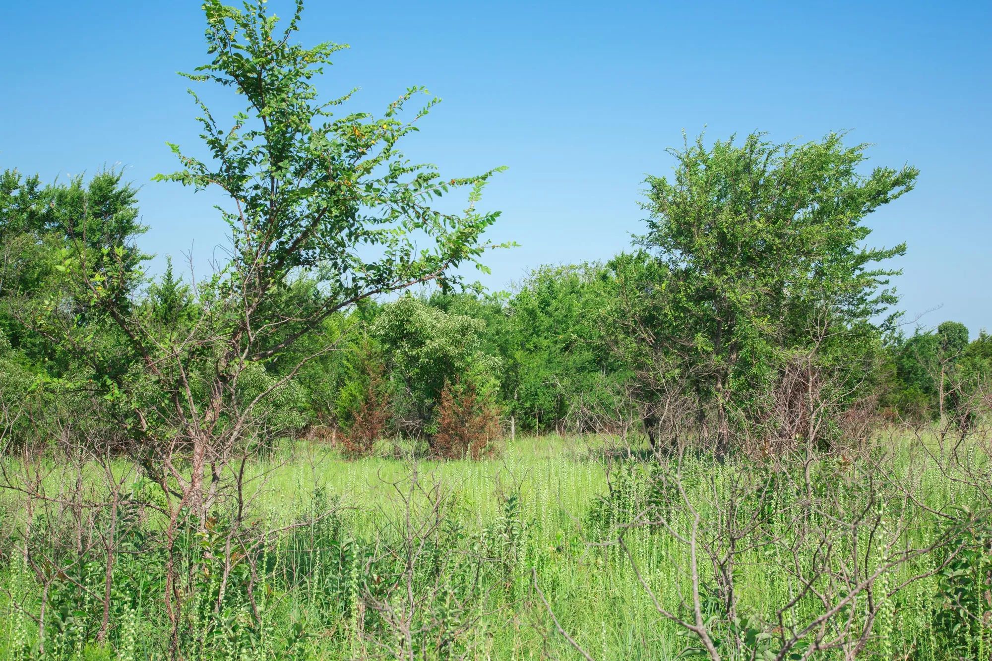 Deep Fork Ranch photo 2