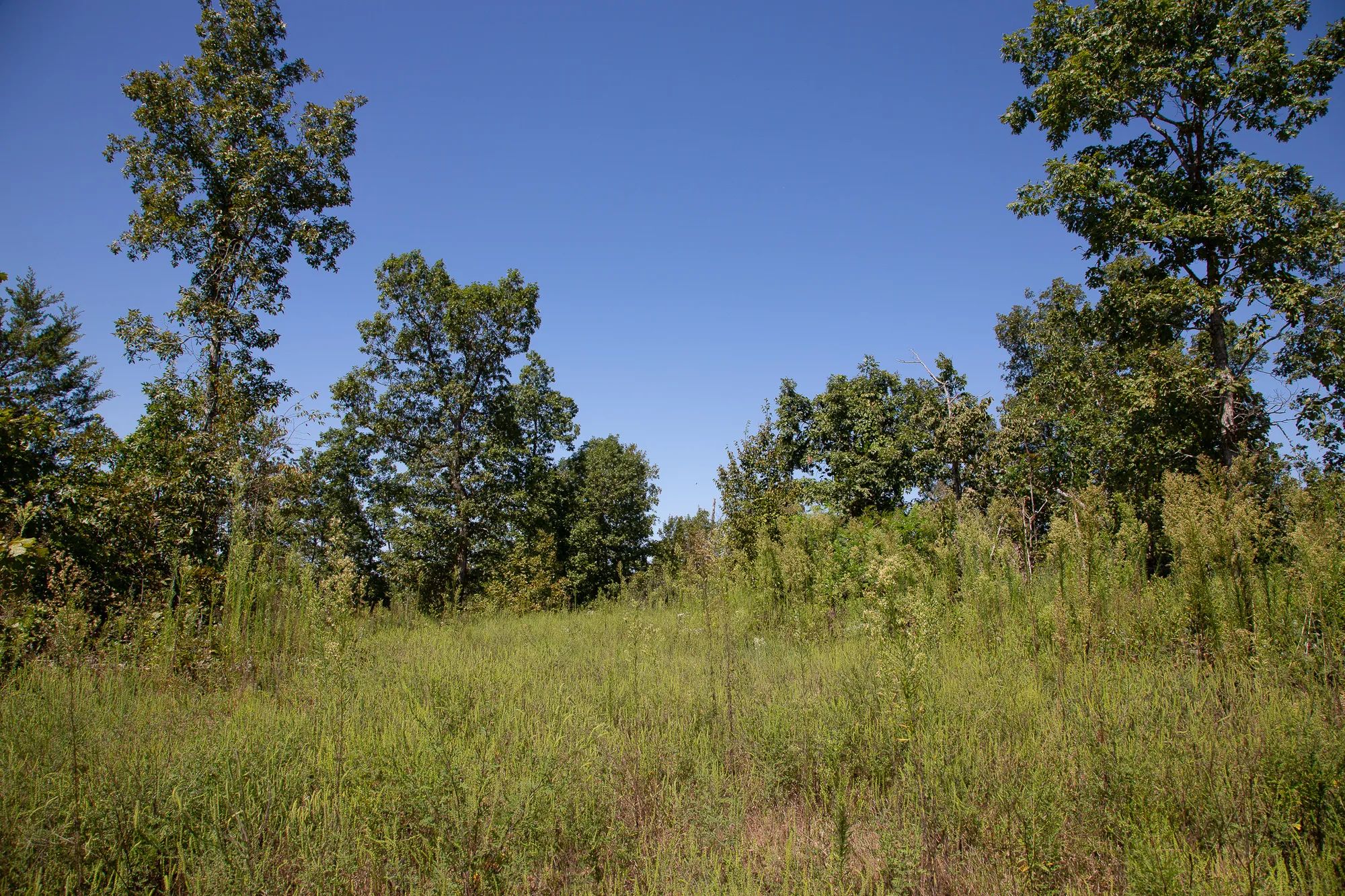 Borgmann’s Hollow Phase III photo 2