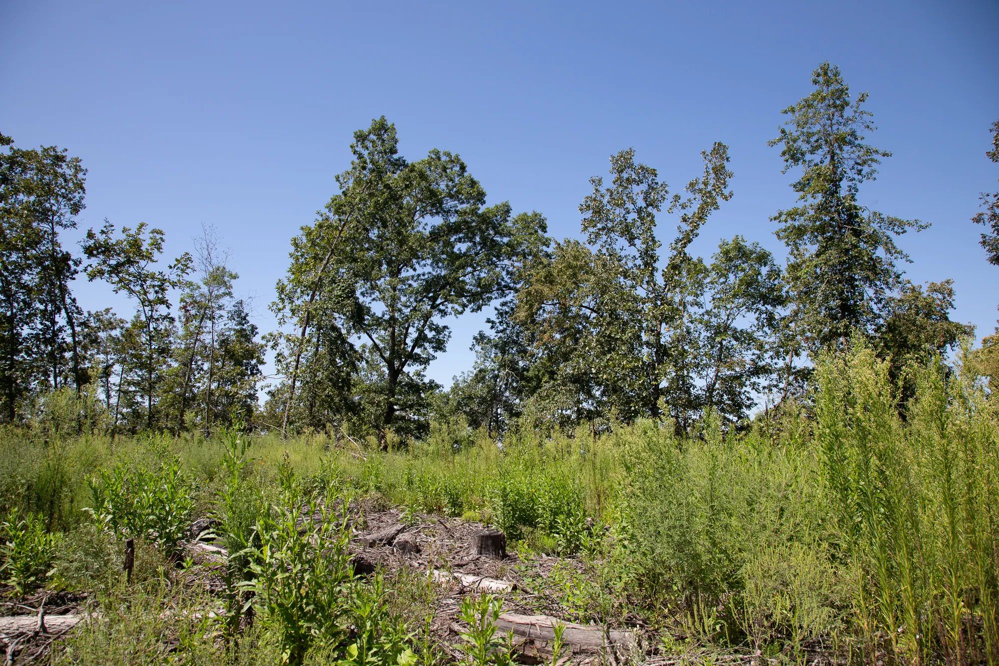 Borgmann’s Hollow Phase III photo 3