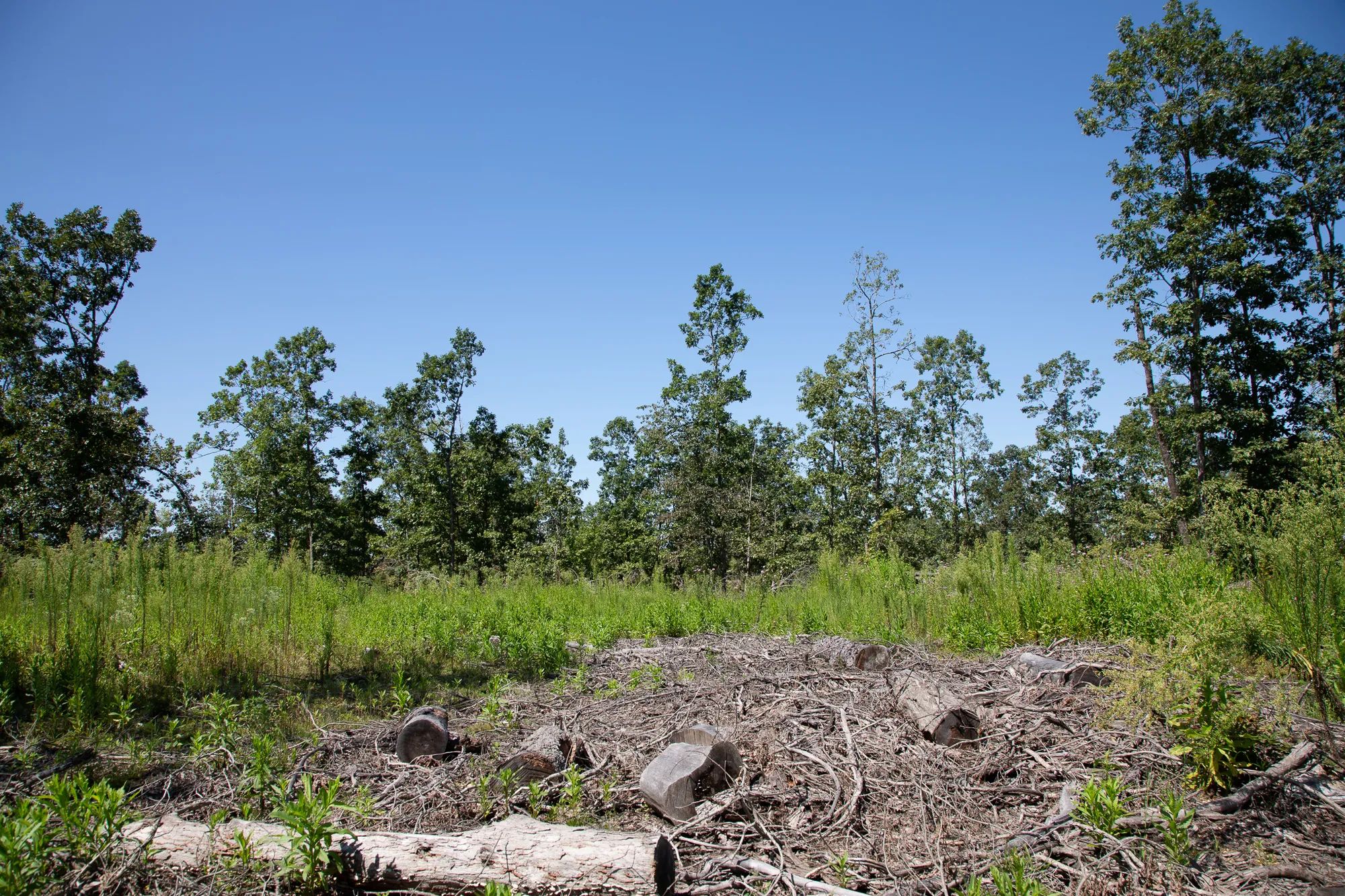 Borgmann’s Hollow Phase III photo 4