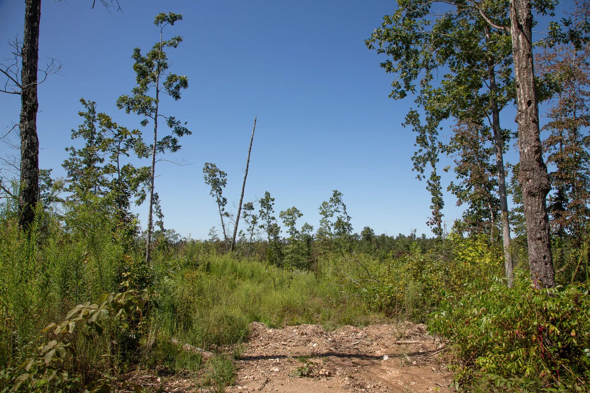 Borgmann’s Hollow Phase III photo 5