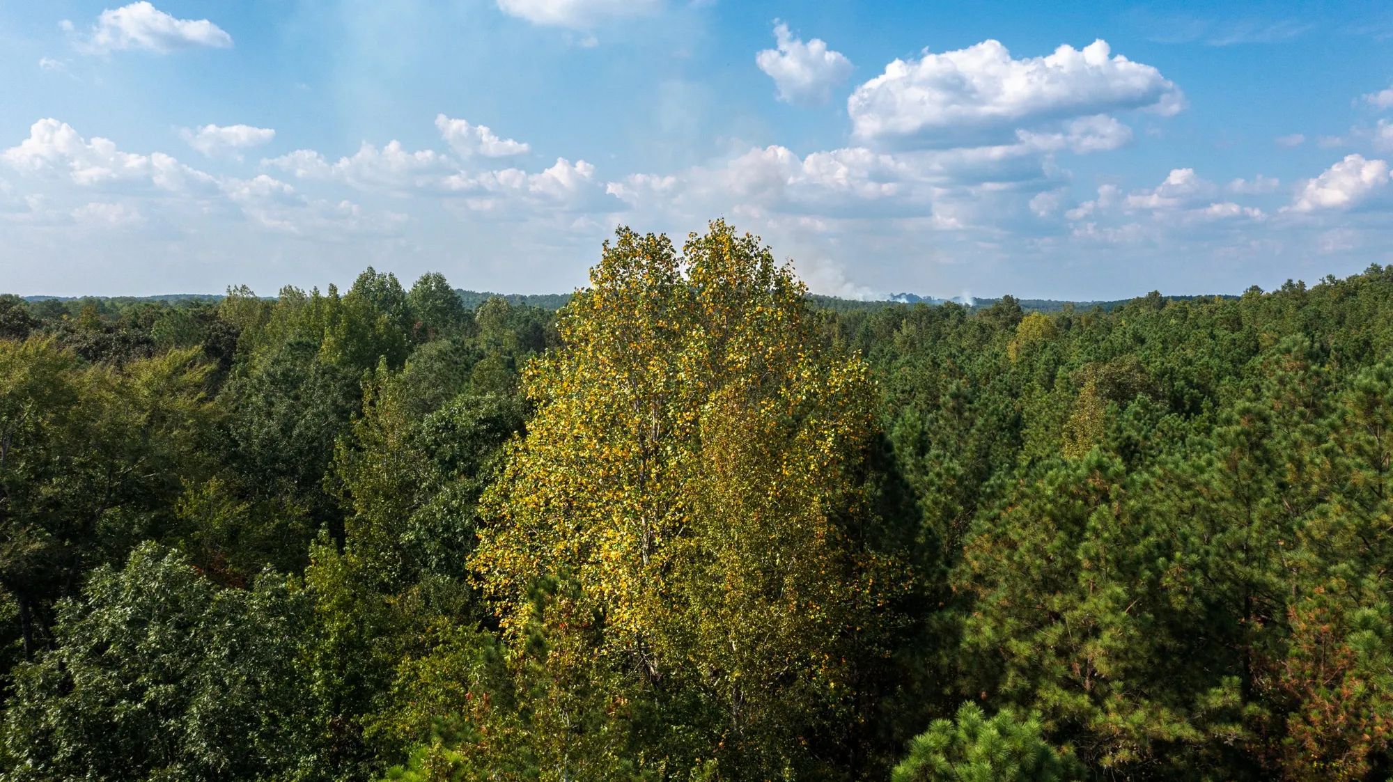 Willow Grove photo 2