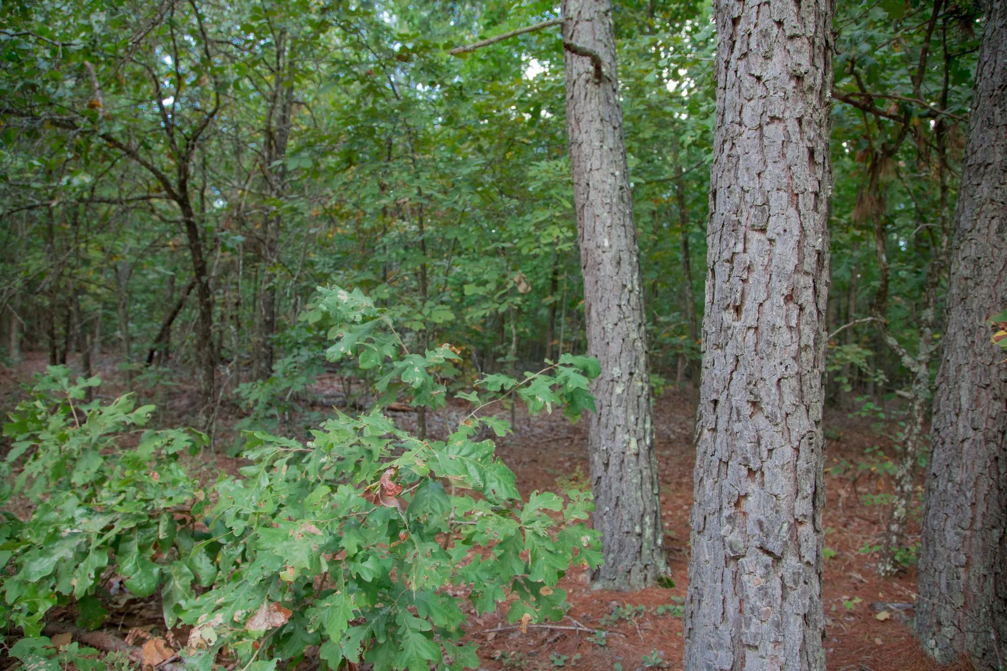 Wagon Wheel Ranch photo 3