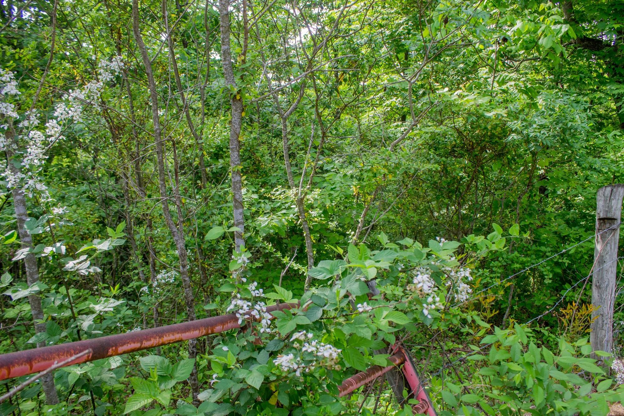 Laurel Ridge photo 3