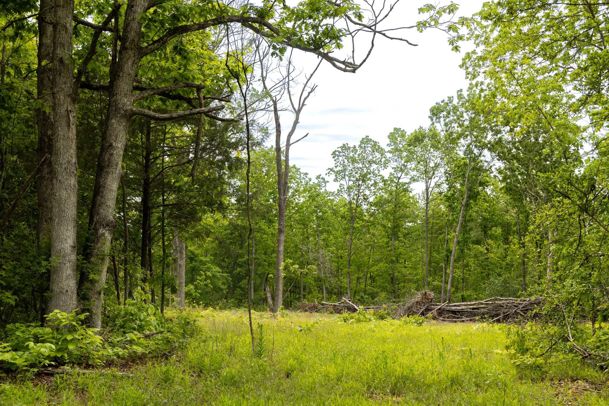 Stardust Estates photo 5