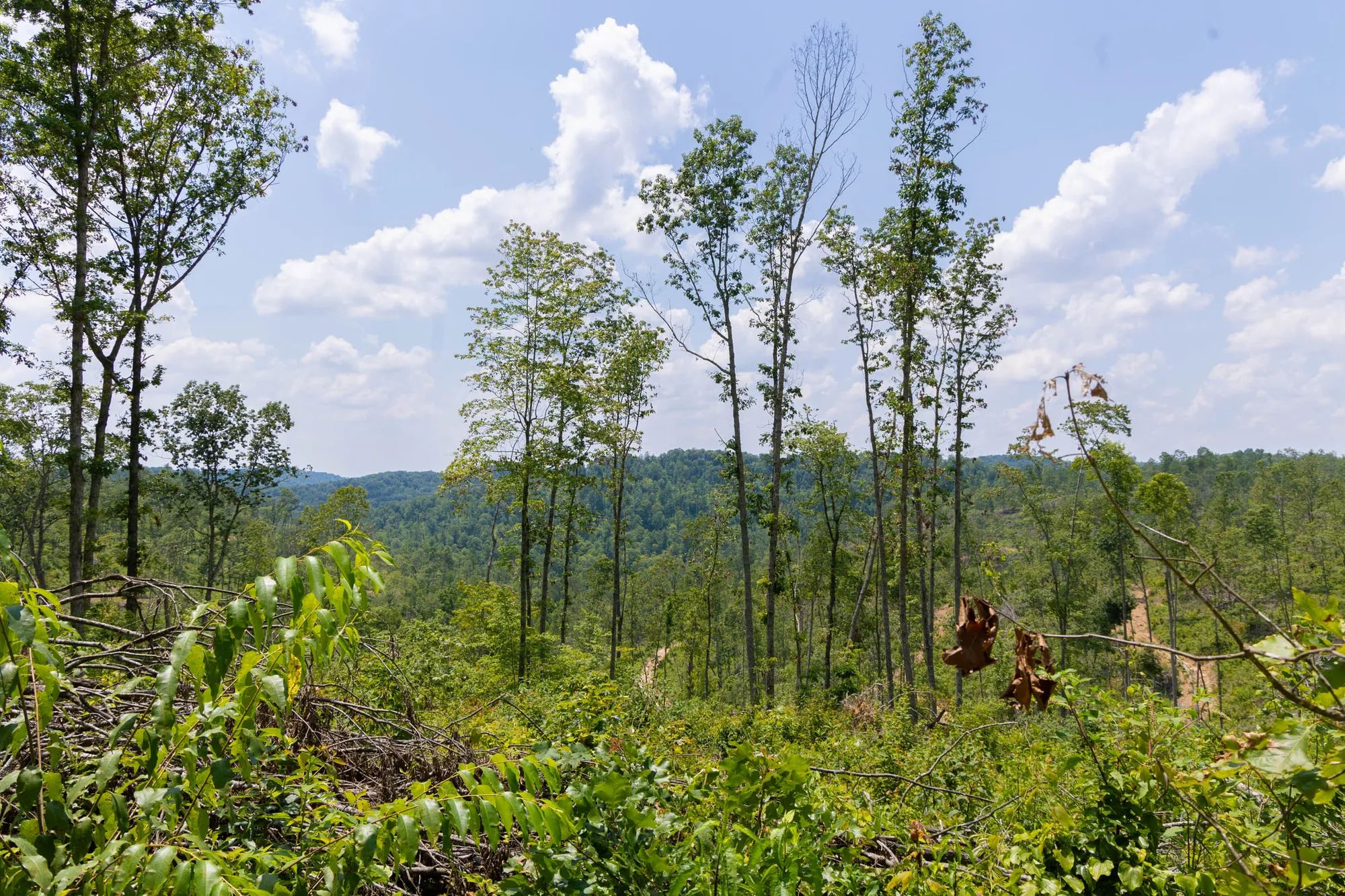 Creek Hollow Phase II photo 2