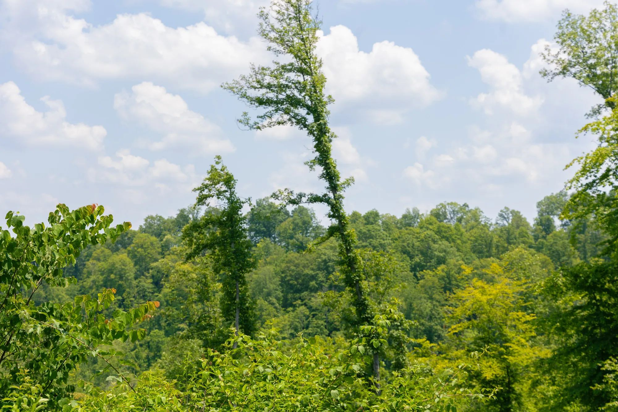Creek Hollow Phase II photo 3