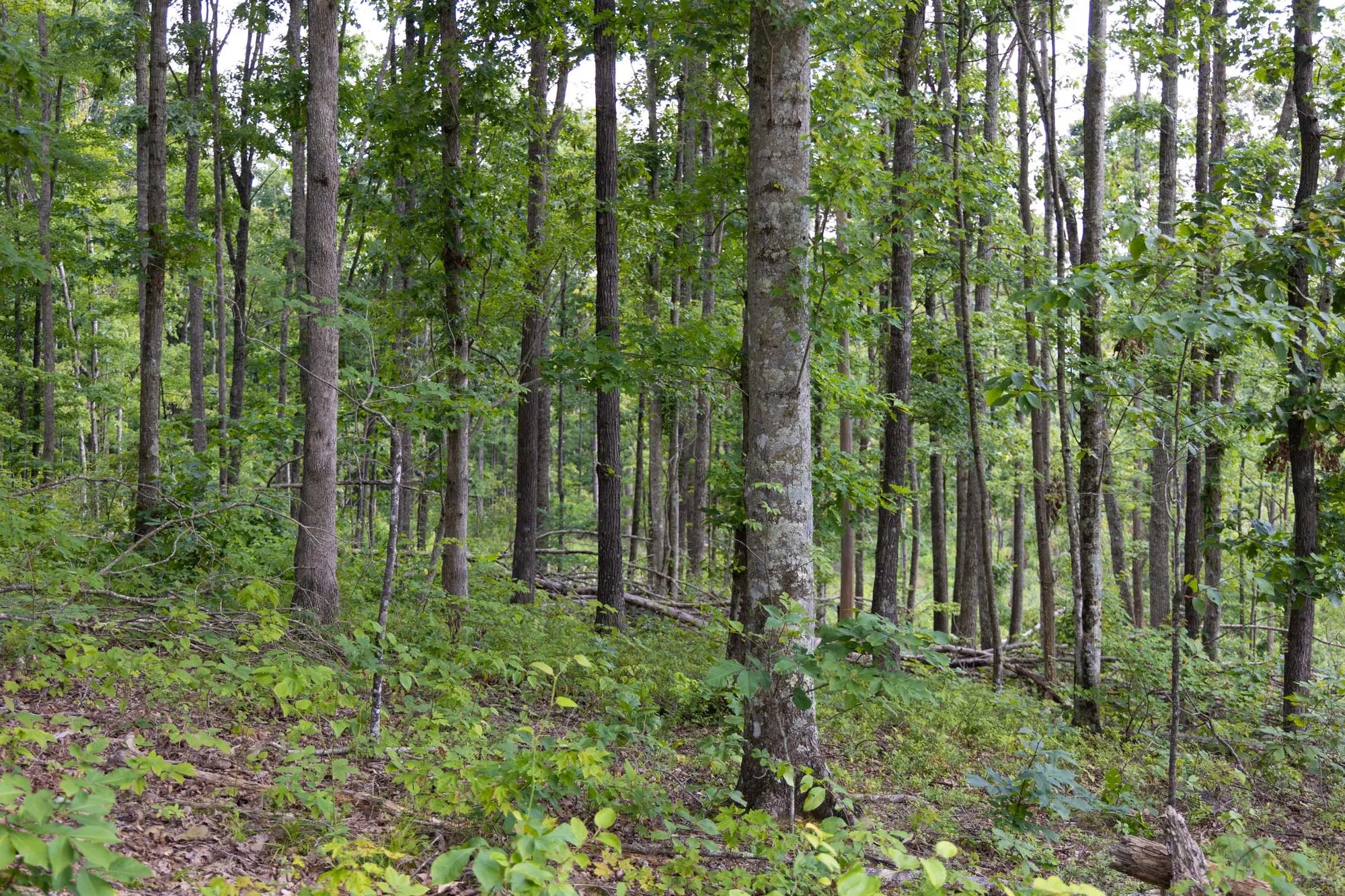 Creek Hollow Phase II photo 4
