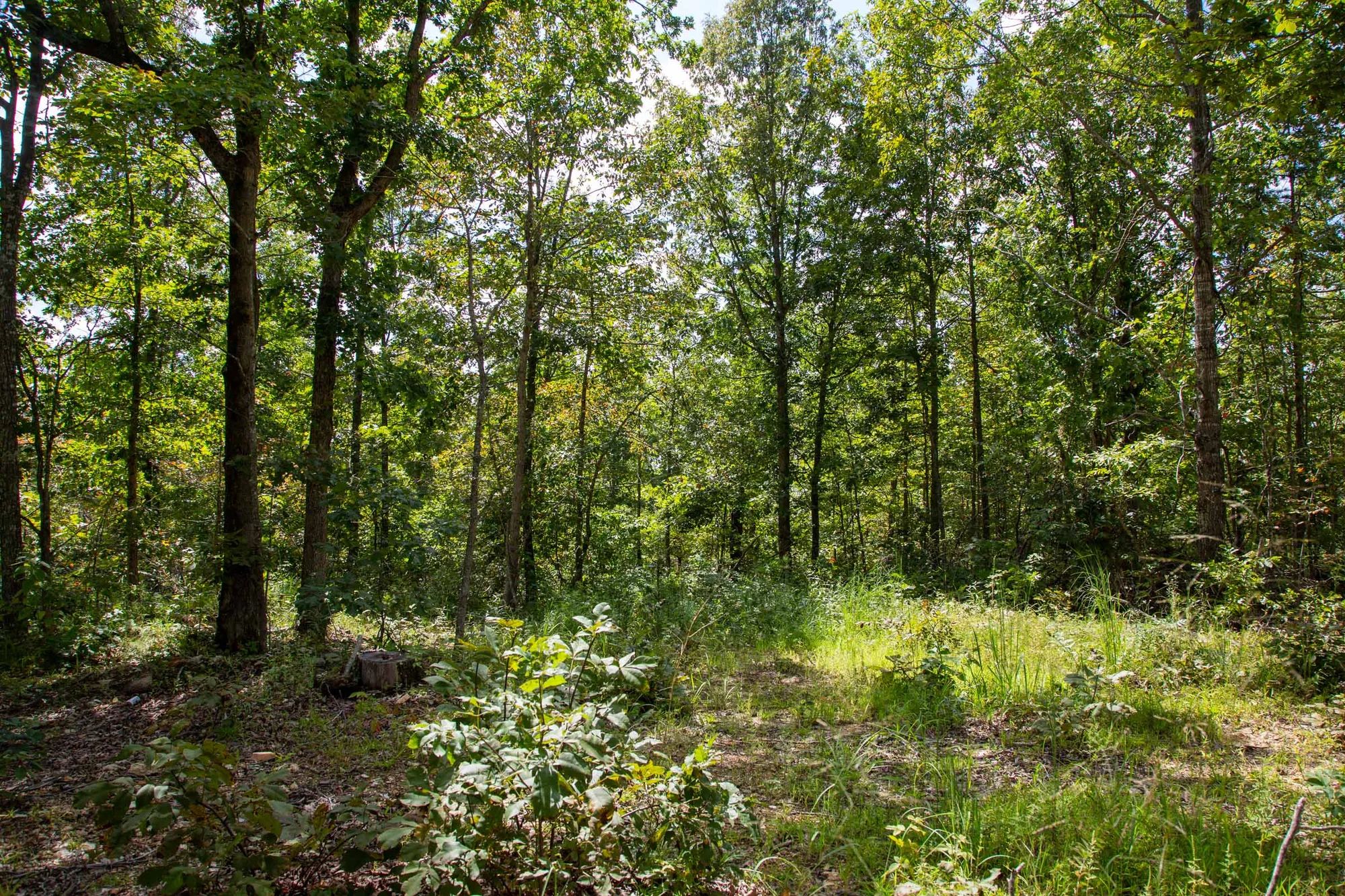 Borgmann’s Hollow Phase II photo 3