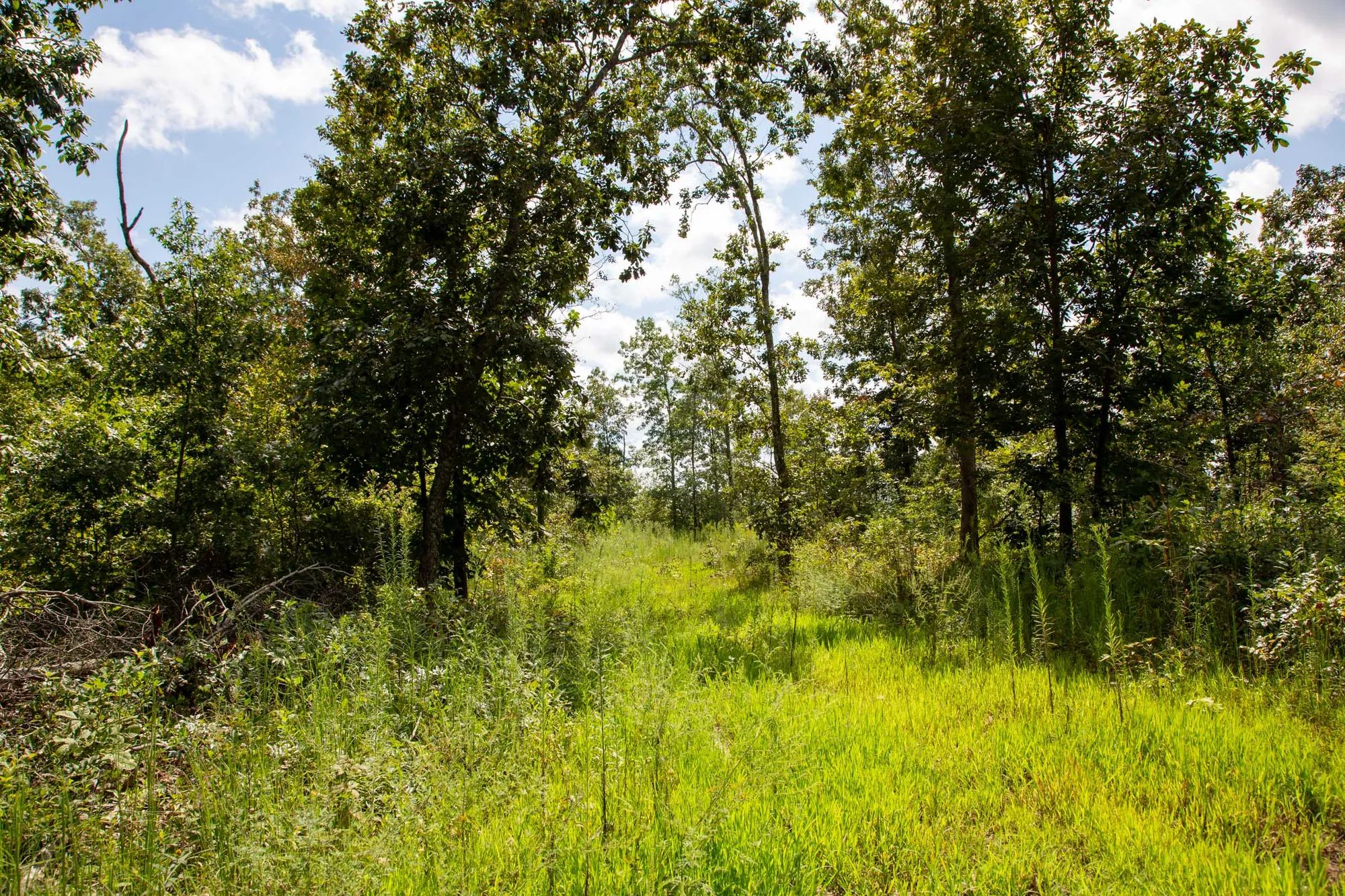 Borgmann’s Hollow Phase II photo 4