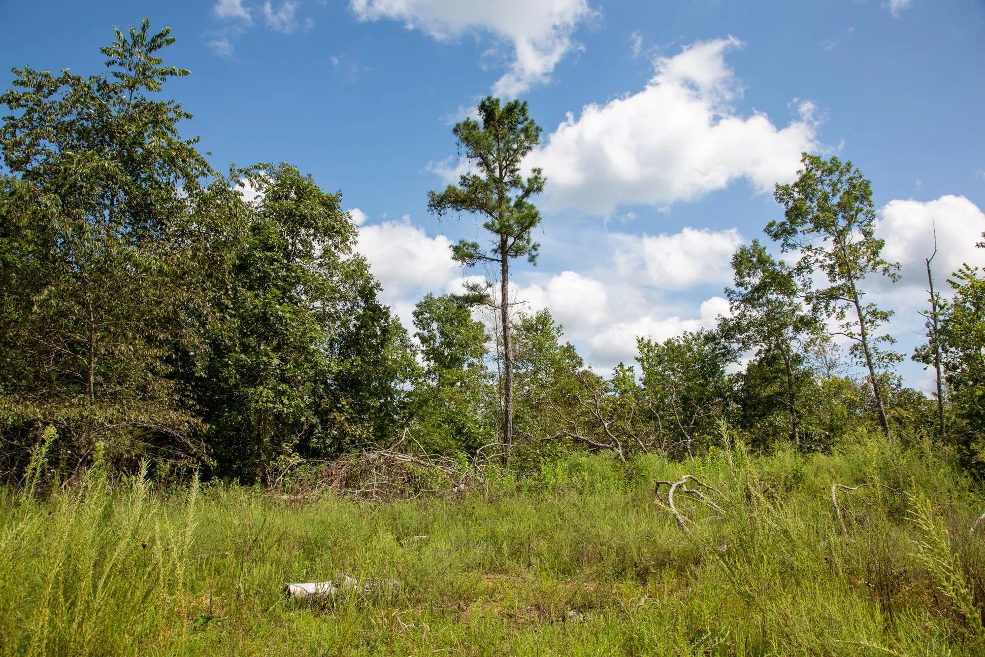 Borgmann’s Hollow Phase II photo 5