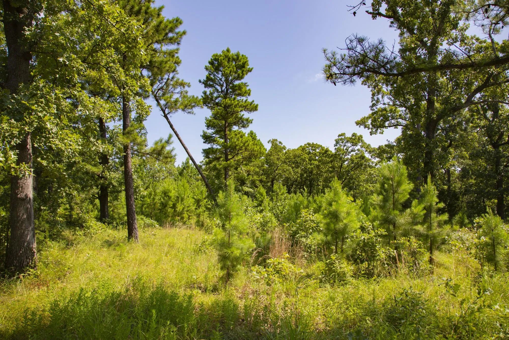 Tyler Stone Ranch photo 4