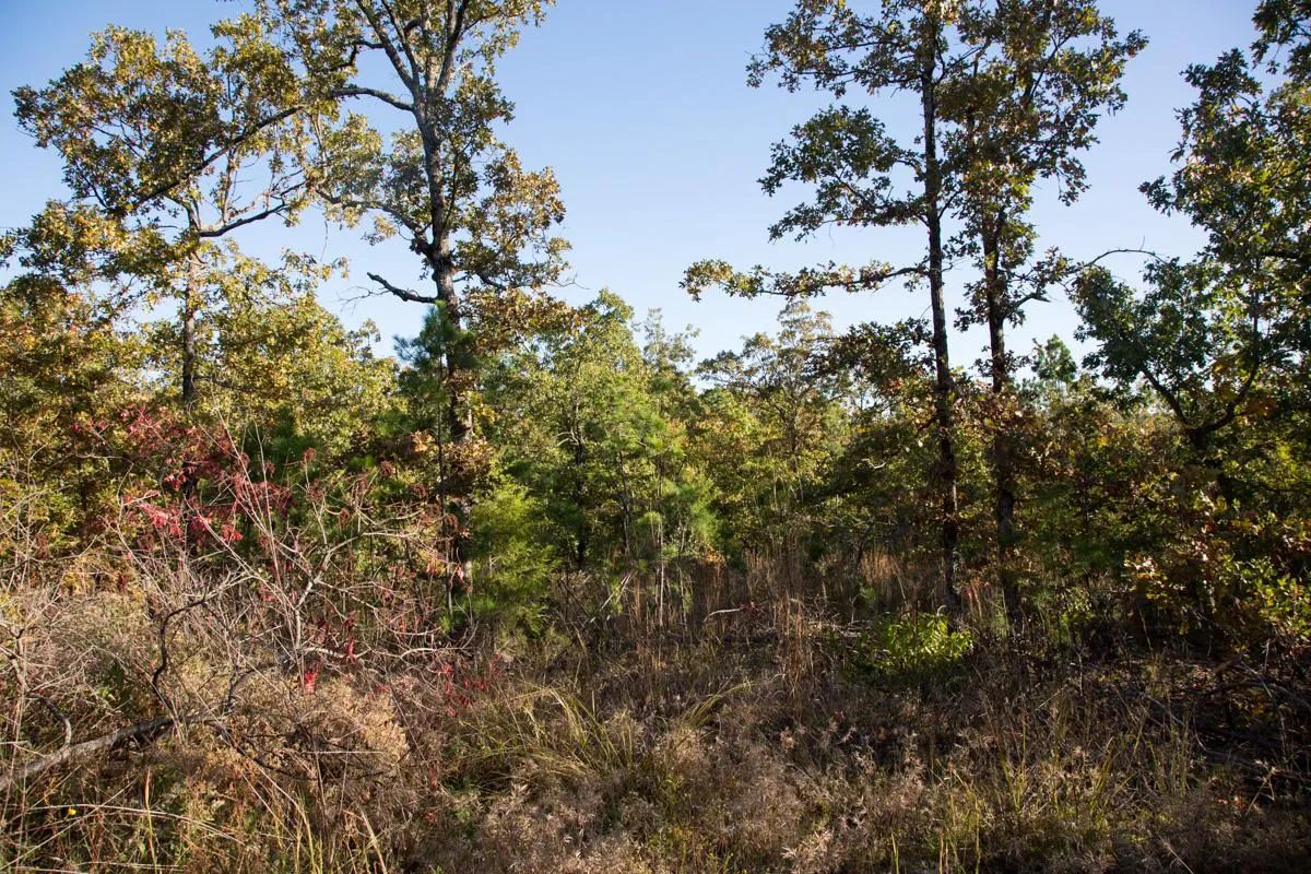 Stone Creek Phase I photo 2
